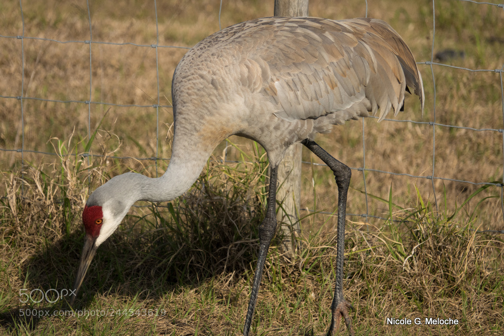 Sony Cyber-shot DSC-RX10 III sample photo. Wild sandhill crane photography