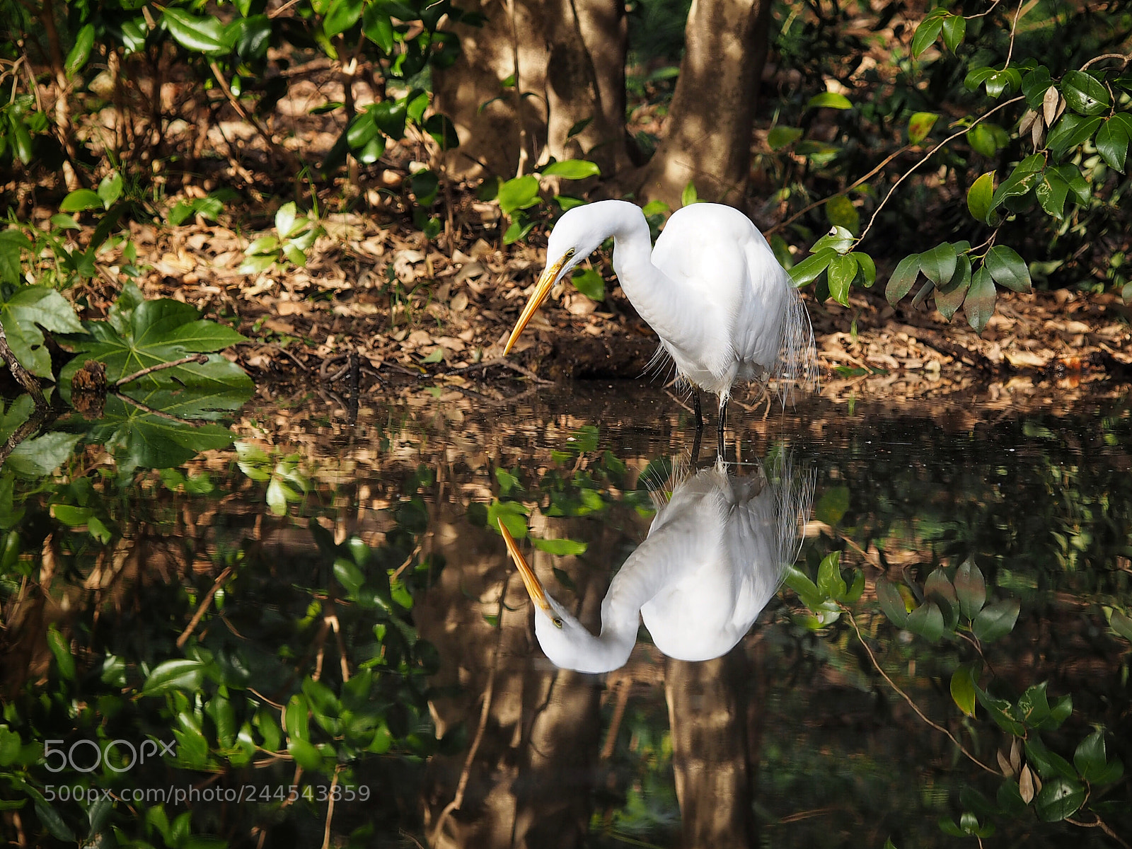 Olympus PEN E-PL7 sample photo. Mirror mirror on the photography