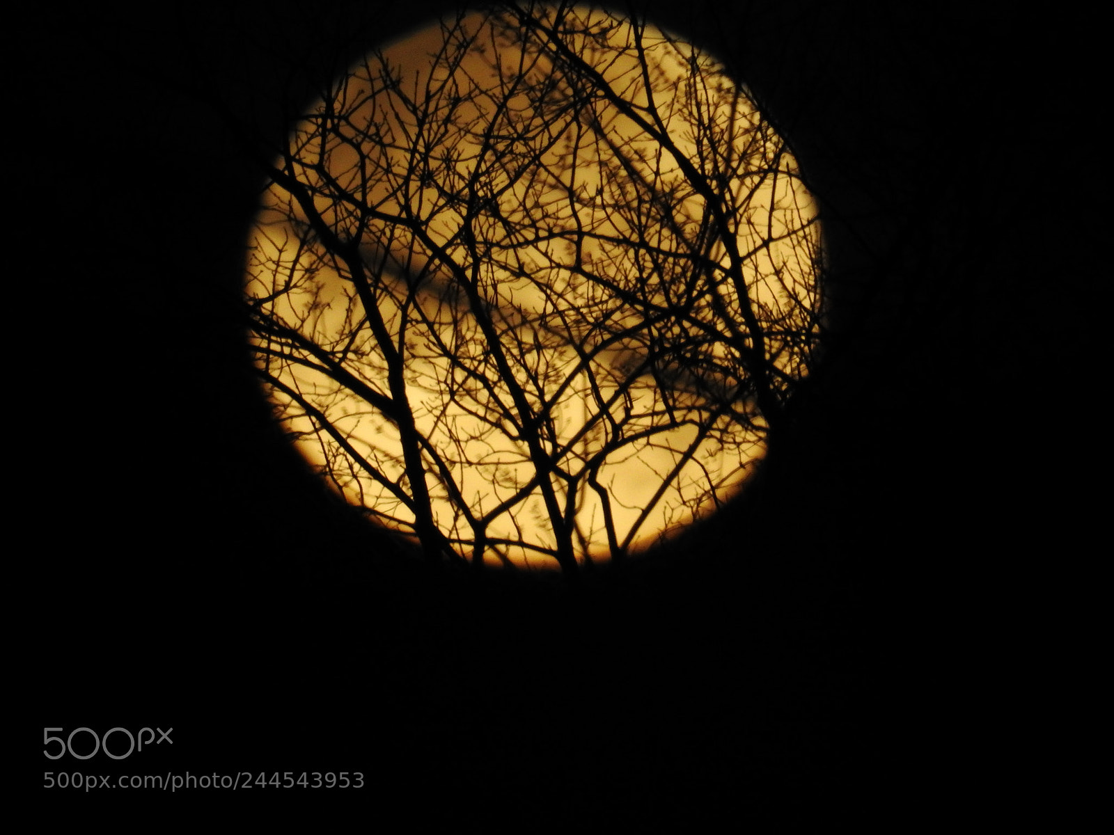 Nikon Coolpix P900 sample photo. Another obstructed moon shot photography