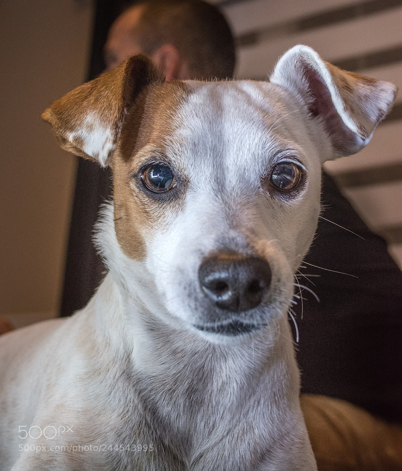 Nikon D7200 sample photo. Jackie photography