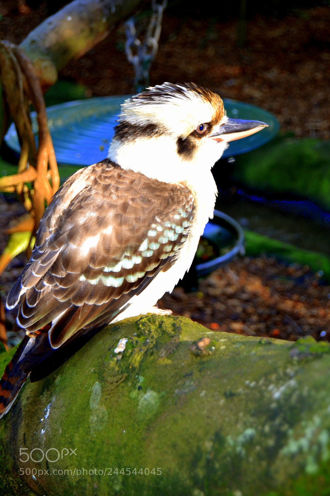 Nikon D3100 sample photo. Kookaburra photography