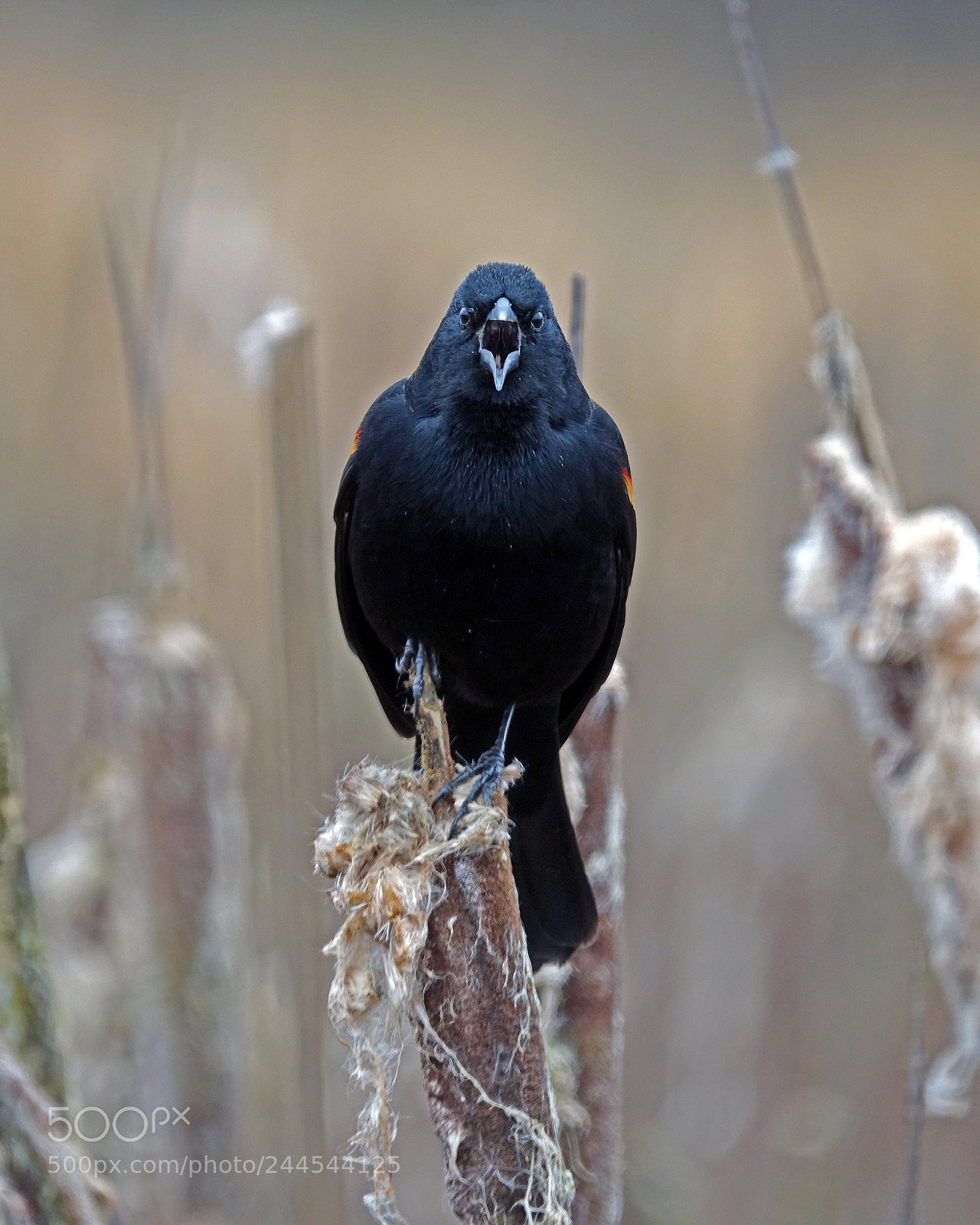 Sony Cyber-shot DSC-RX10 III sample photo. Red wing blackbird photography