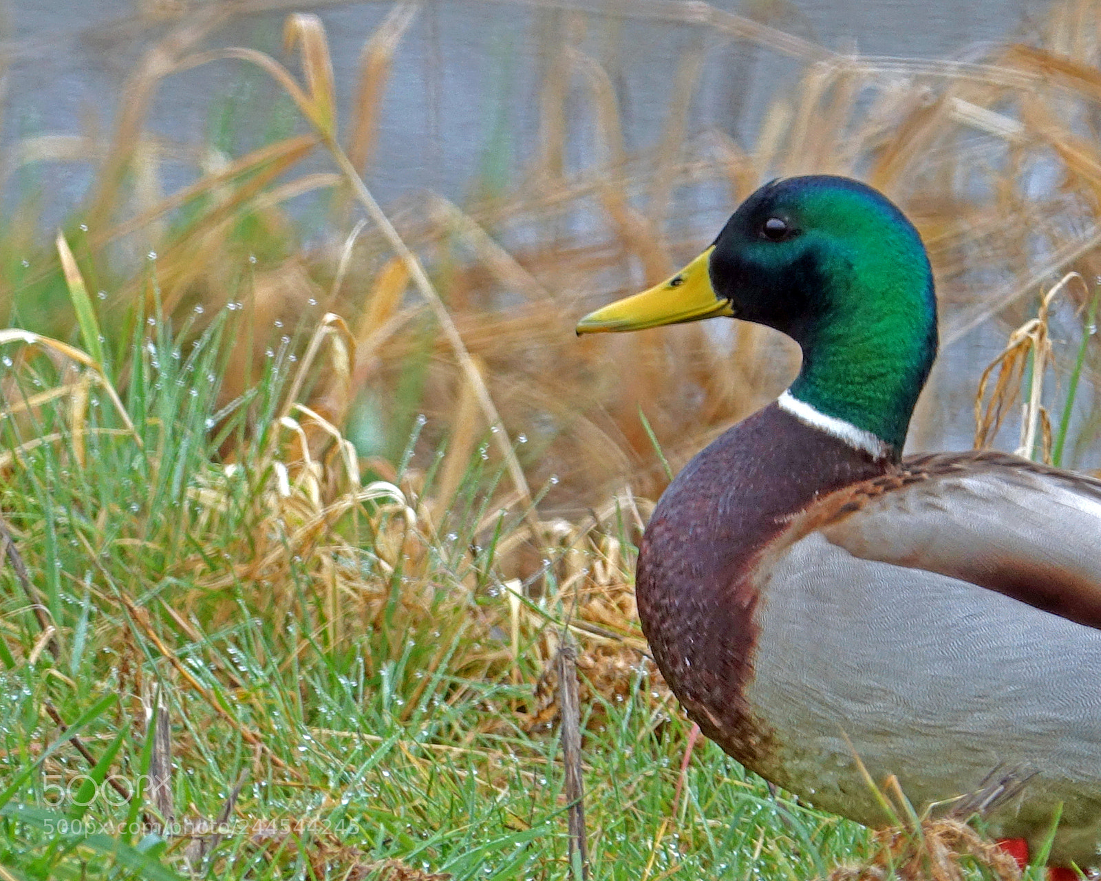 Sony Cyber-shot DSC-RX10 III sample photo. Mallard portrait photography