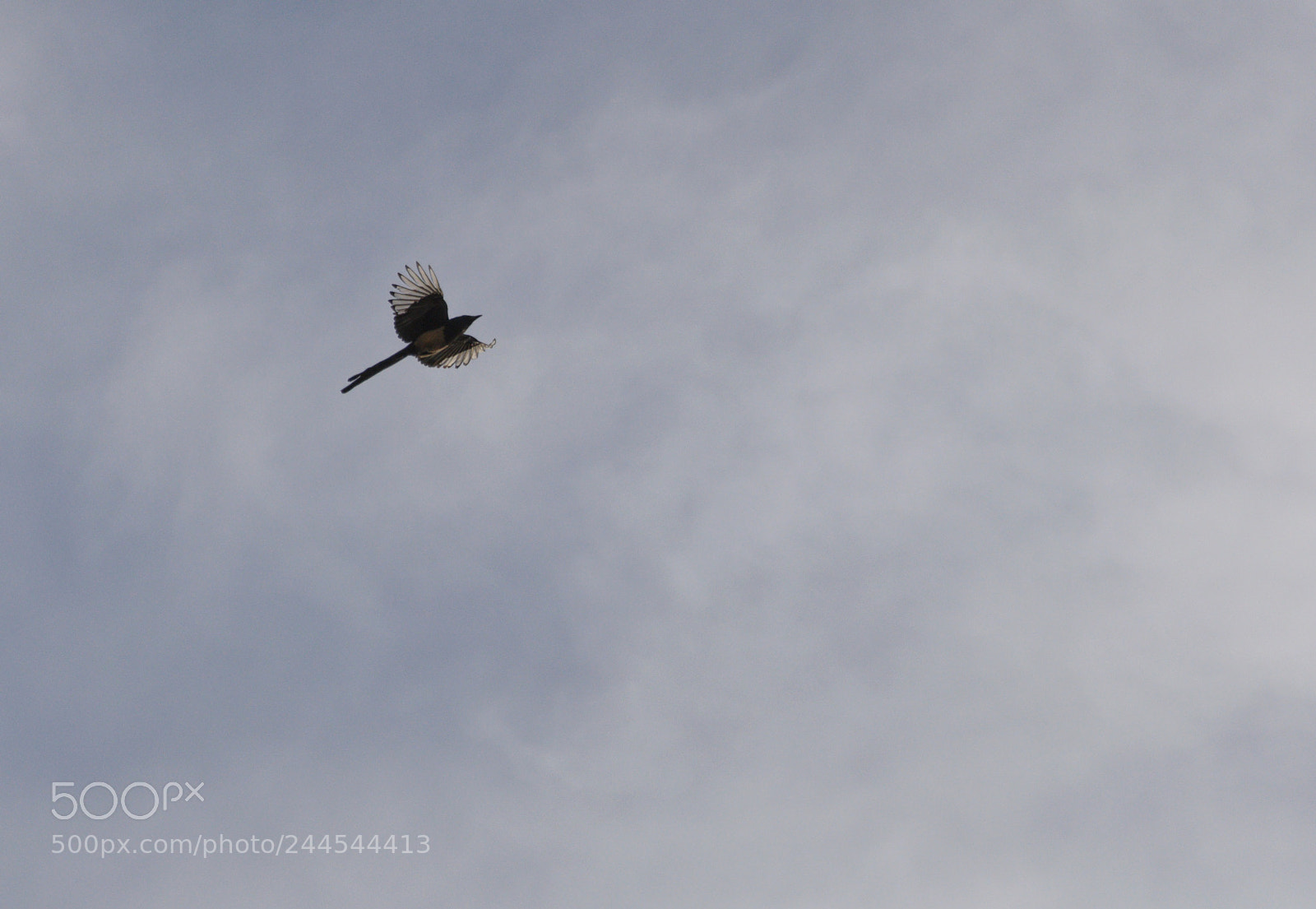Nikon D90 sample photo. Fly photography
