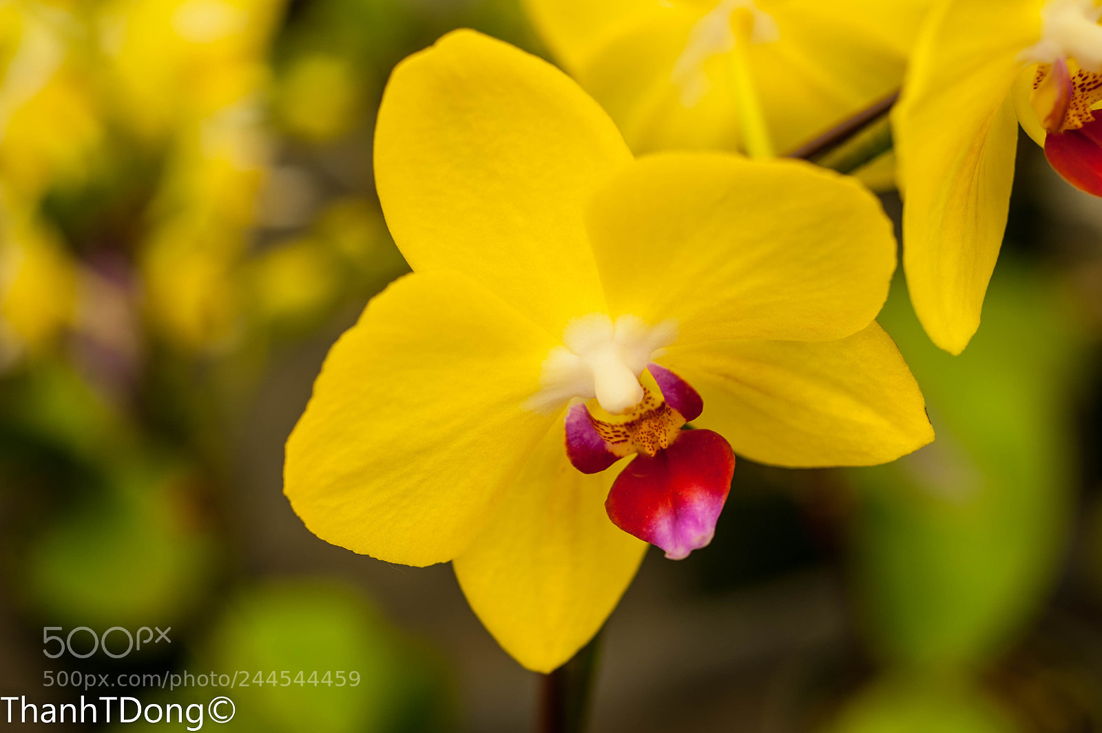 Nikon D700 sample photo. Yellow photography