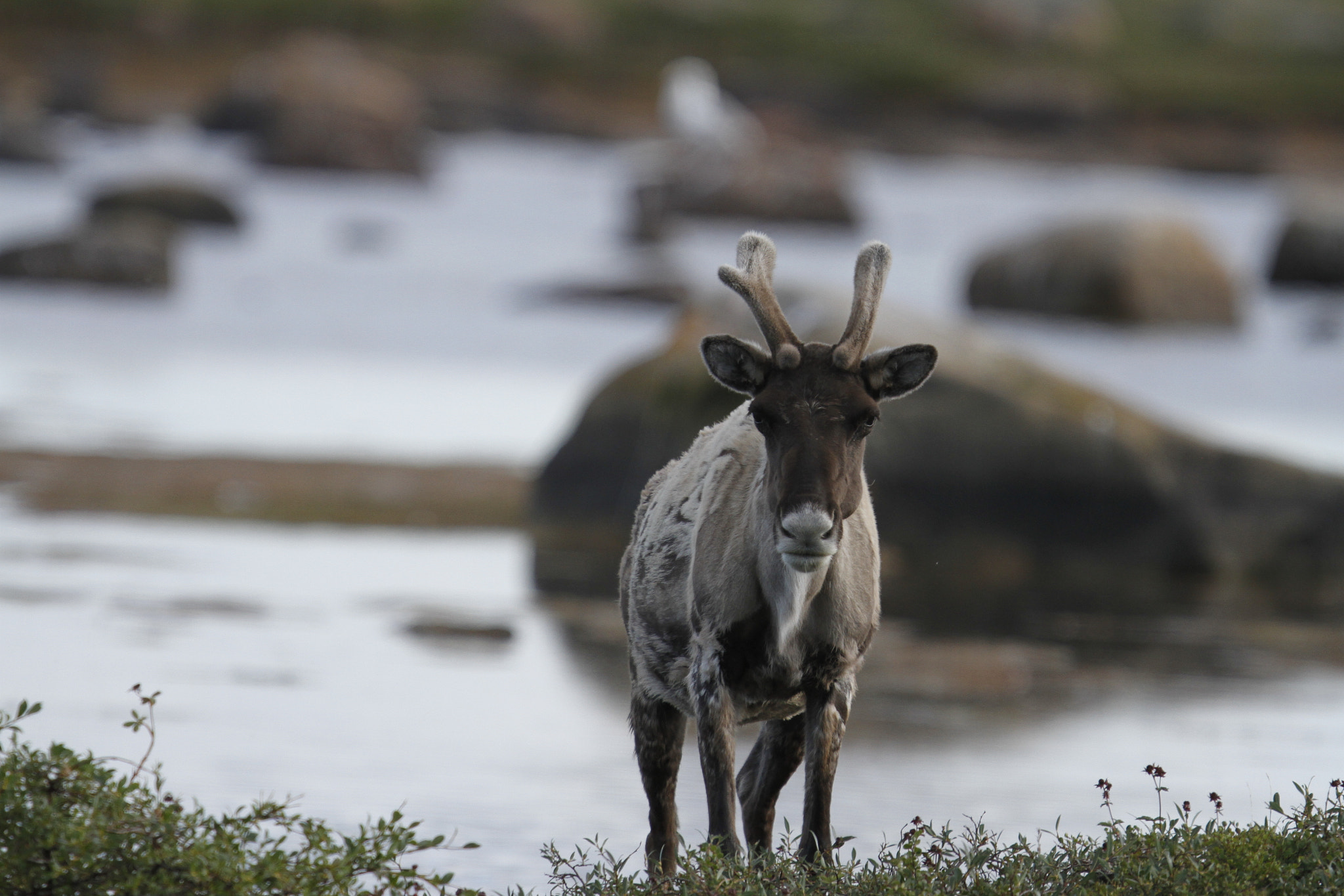 Canon EOS 7D sample photo. Barren-ground caribou standing on tundra near water in late summer photography