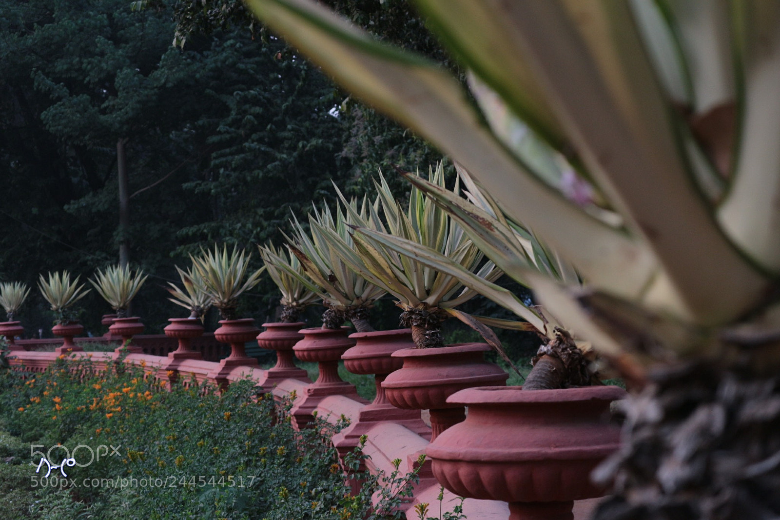 Canon EOS M10 sample photo. Plantings plan photography