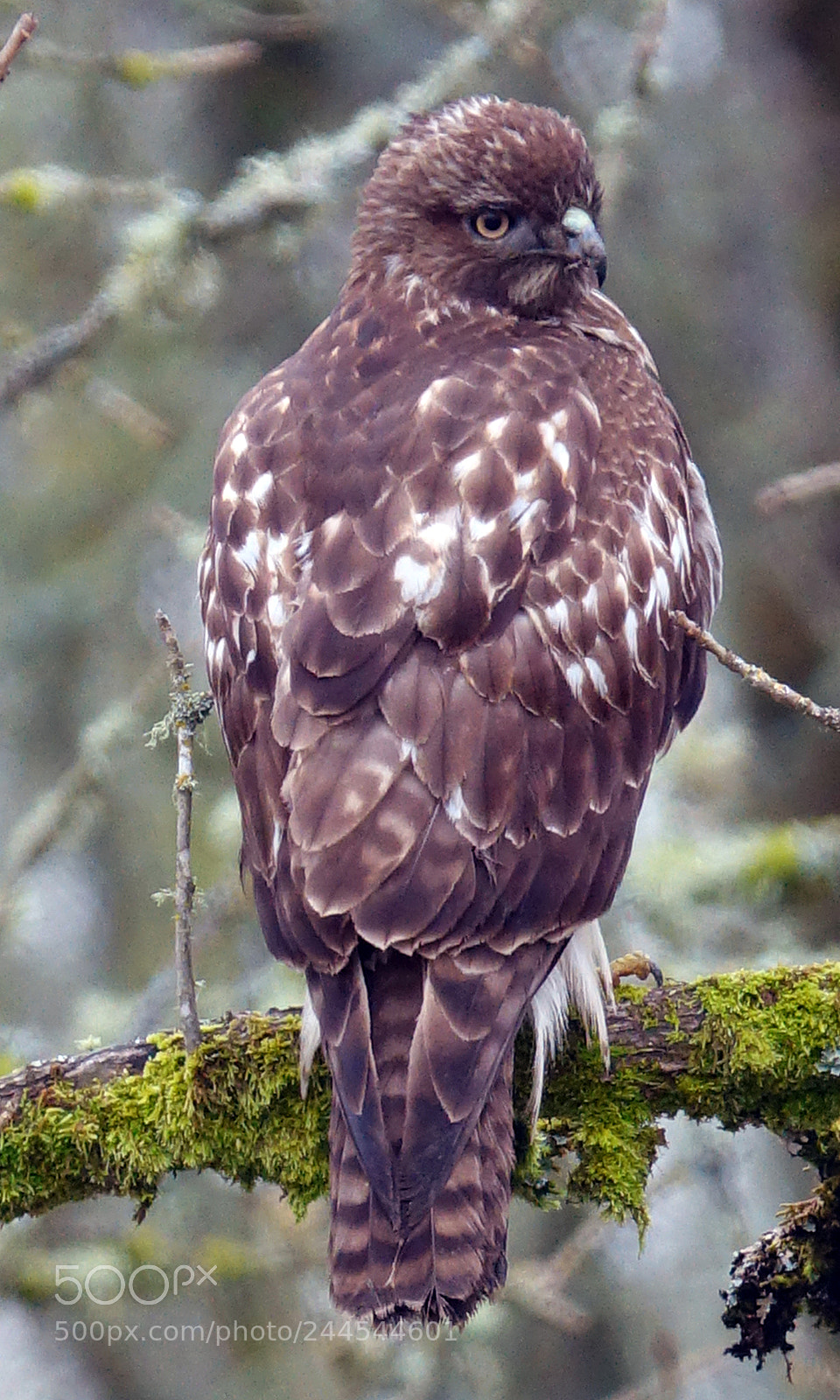 Sony Cyber-shot DSC-RX10 III sample photo. Red tail hawk photography