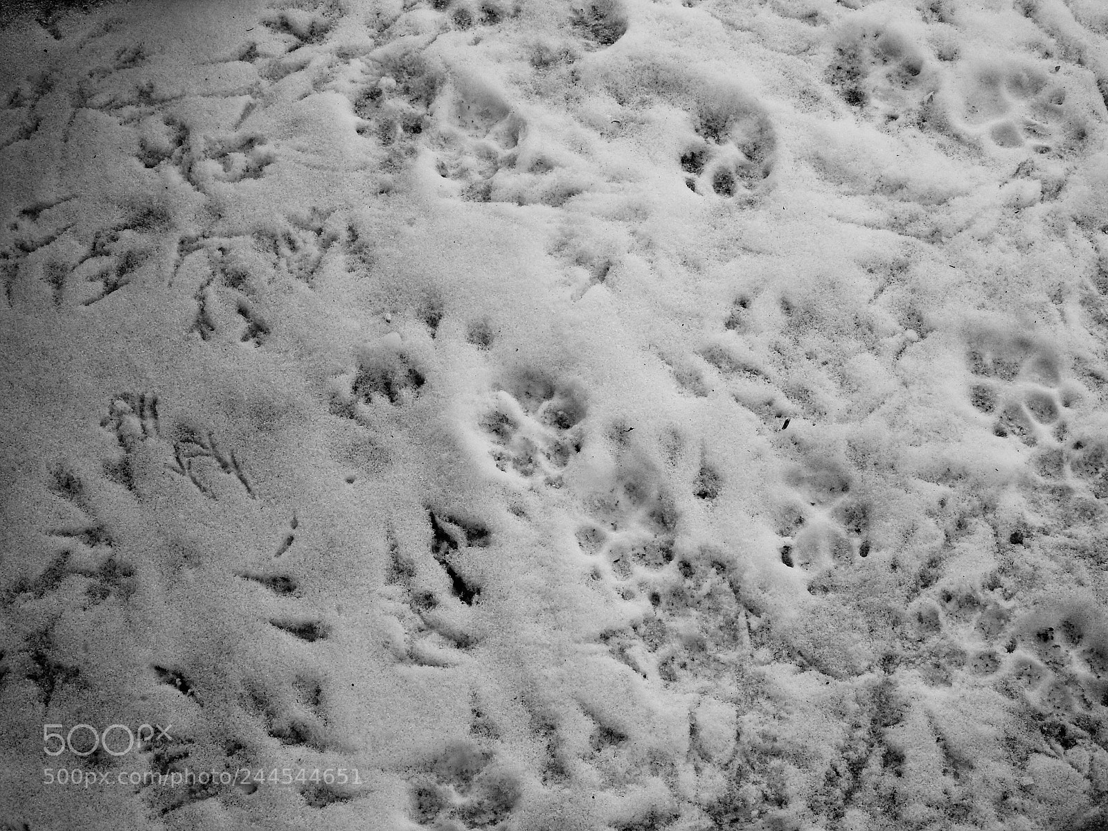 Nikon Coolpix P900 sample photo. Bird and dog footprints photography