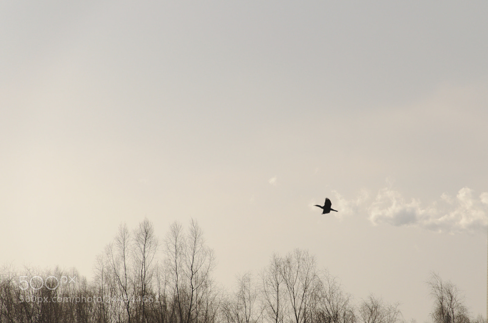 Nikon D90 sample photo. Goose photography