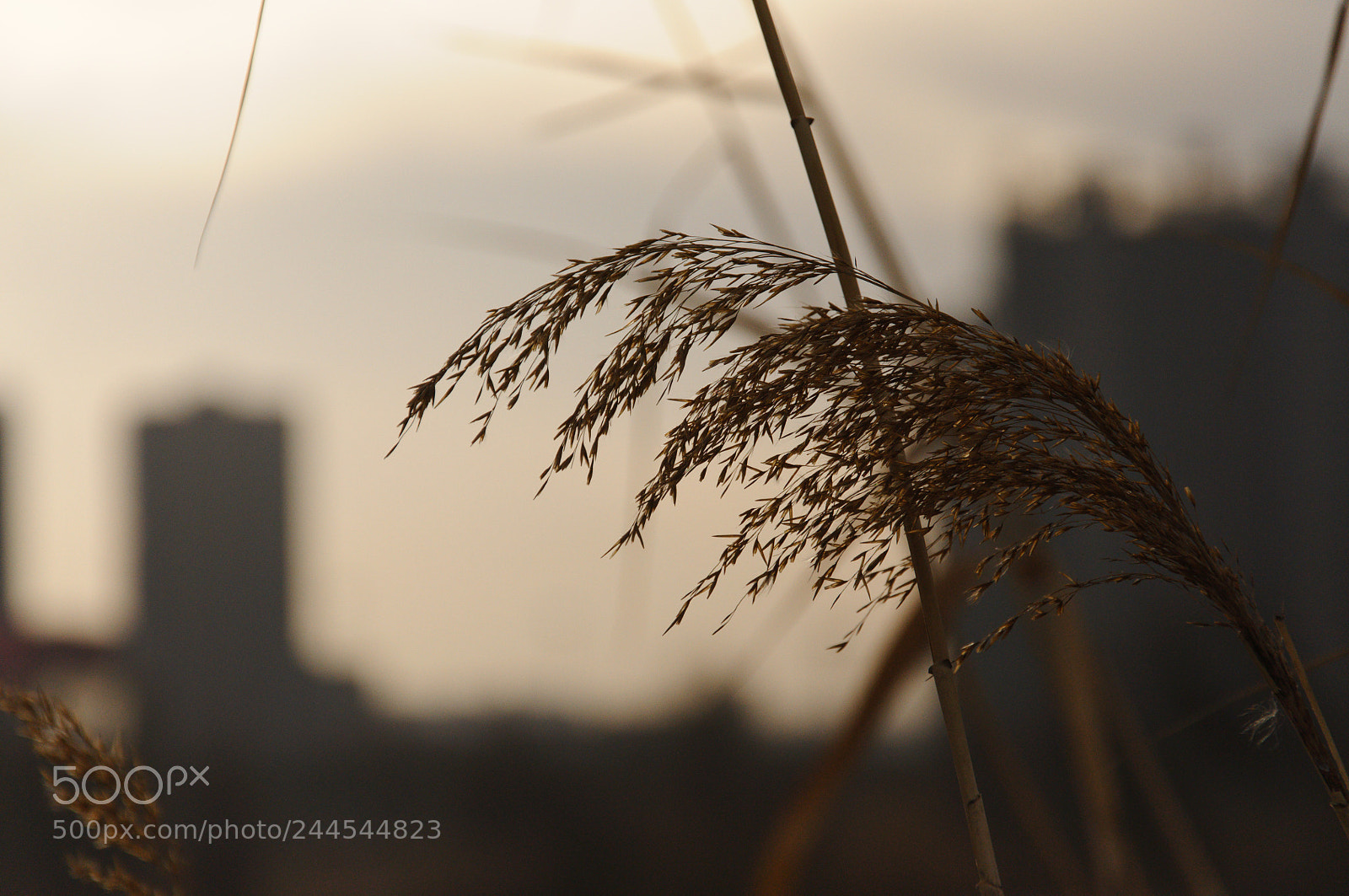 Nikon D90 sample photo. Untitled photography