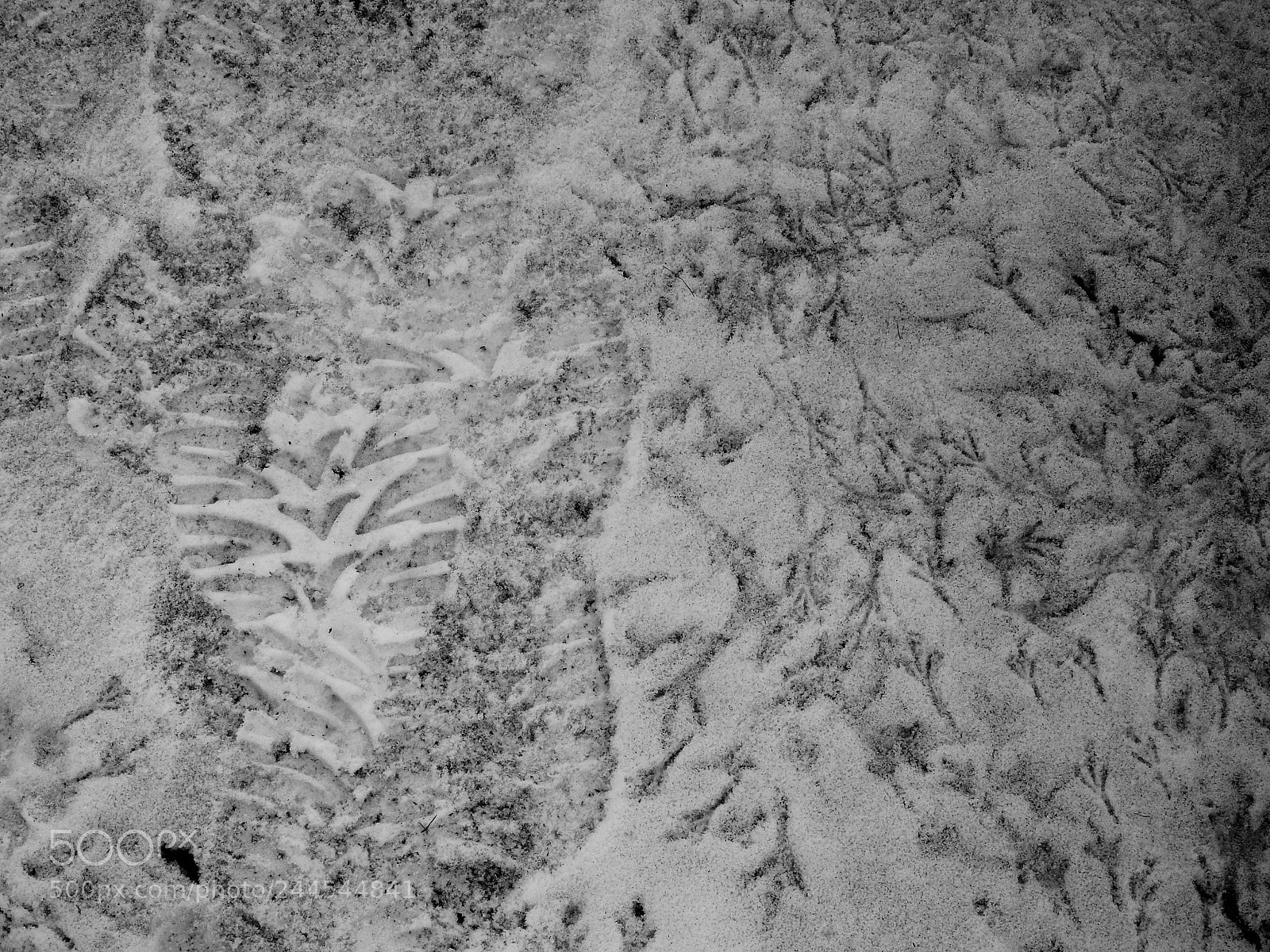 Nikon Coolpix P900 sample photo. Bird footprints and my photography
