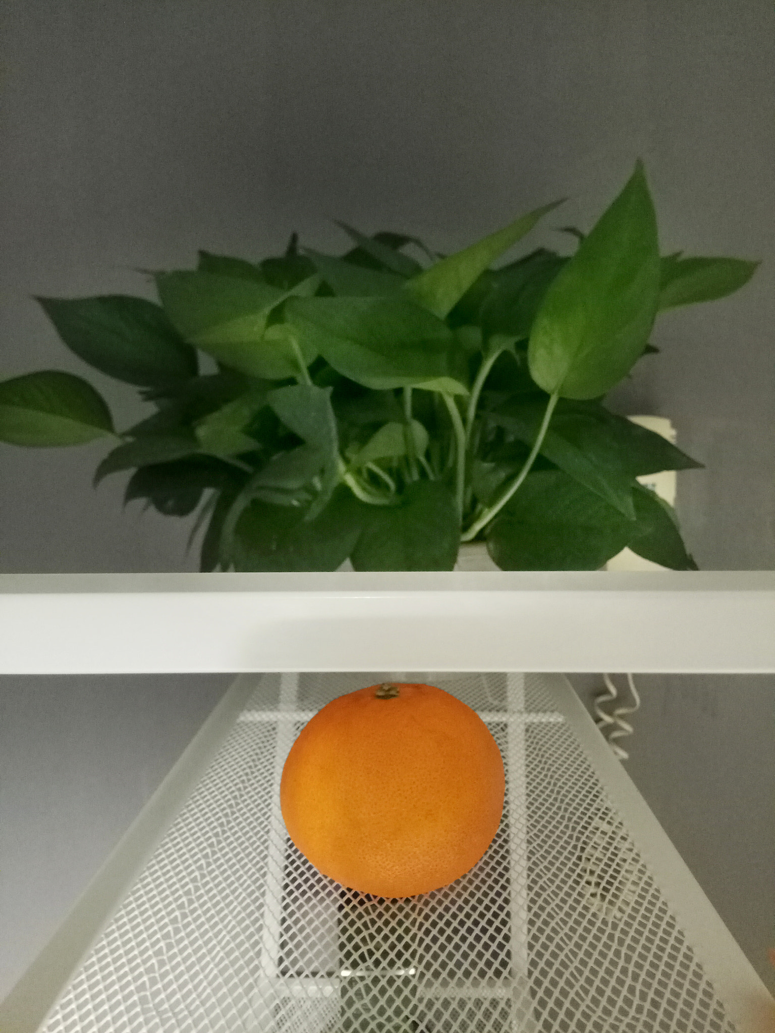 Xiaomi Redmi Pro sample photo