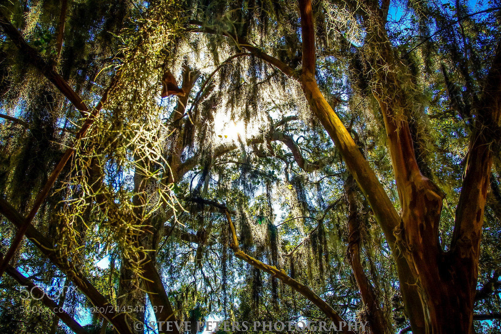 Sony SLT-A77 sample photo. Trees photography