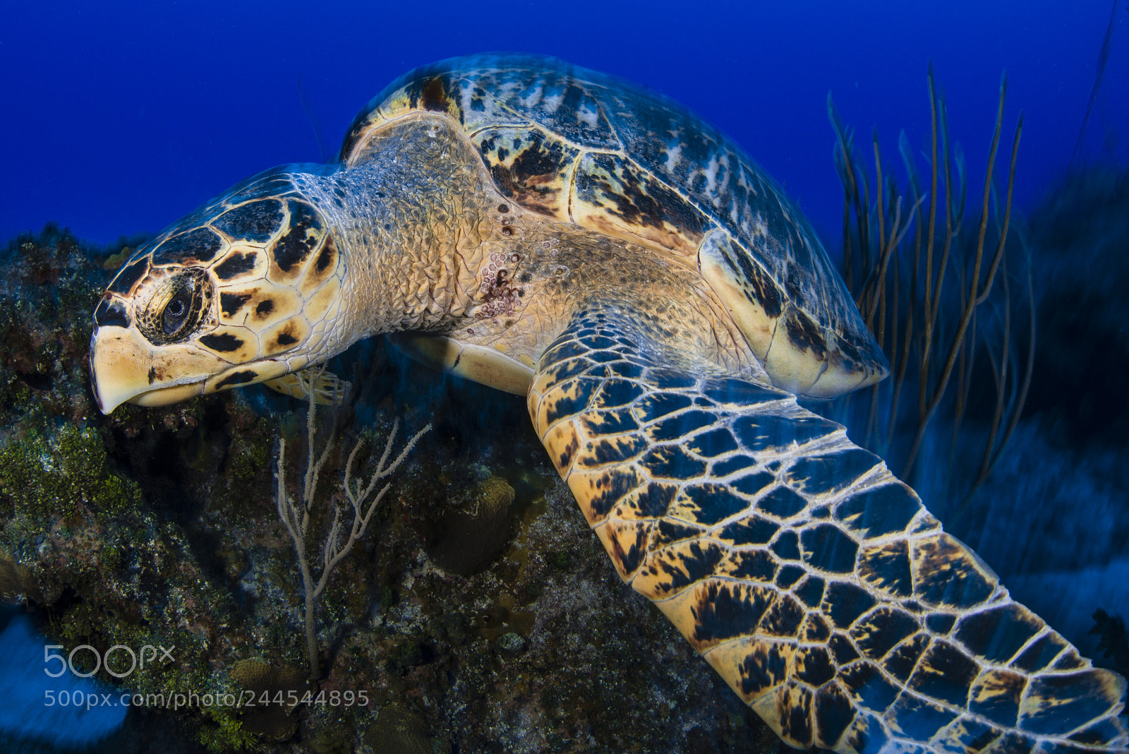 Nikon D800E sample photo. Turtle photography