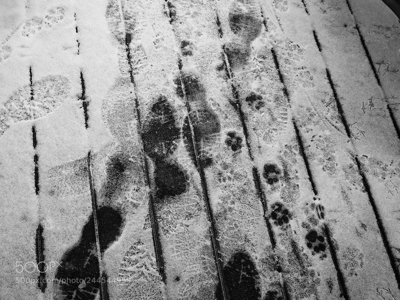 Nikon Coolpix P900 sample photo. My footprints, dog footprints photography