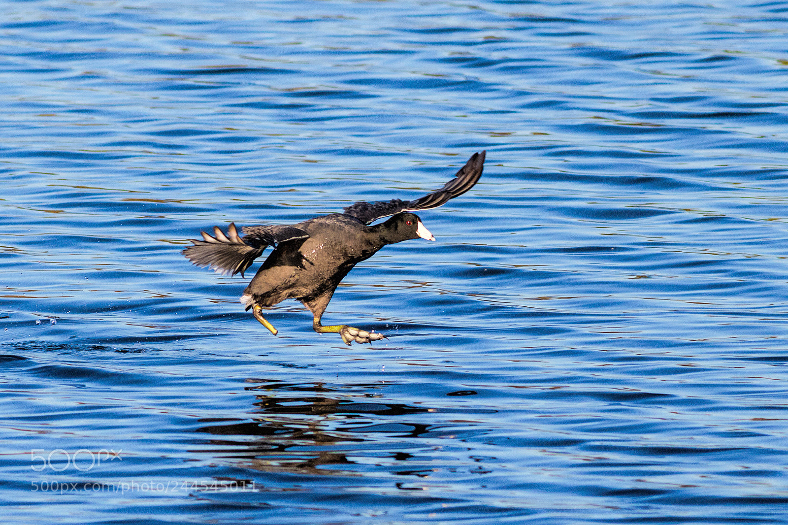 Canon EOS 7D Mark II sample photo. Pegleg the american coot photography