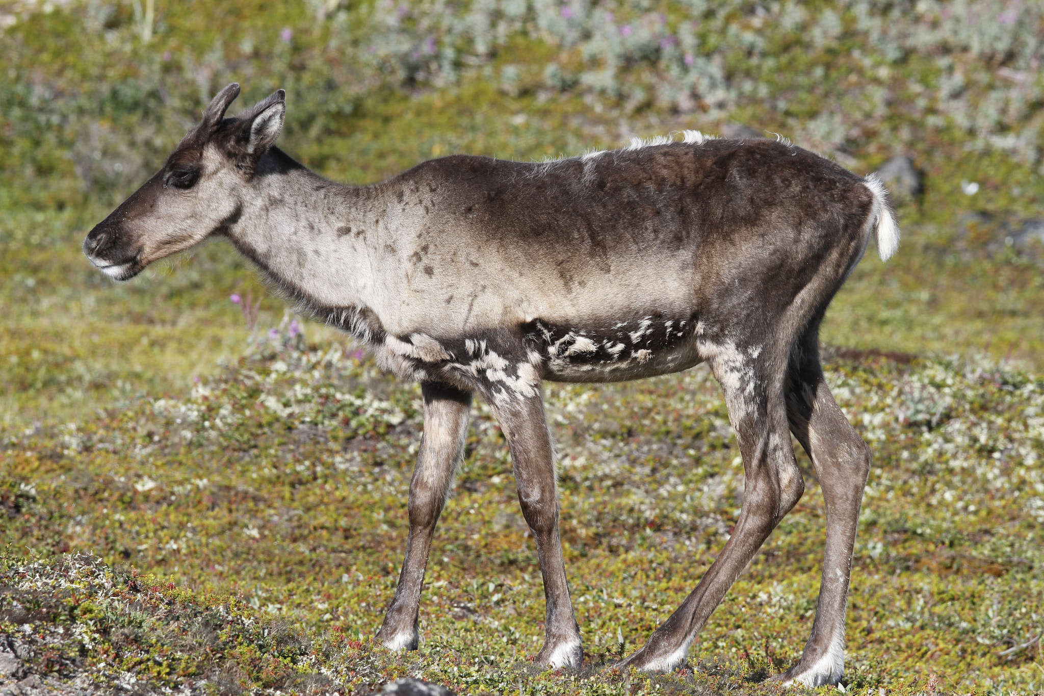 Canon EOS 7D + Canon EF 300mm F2.8L IS USM sample photo. Young barren-ground caribou standing on the green tundra in august photography