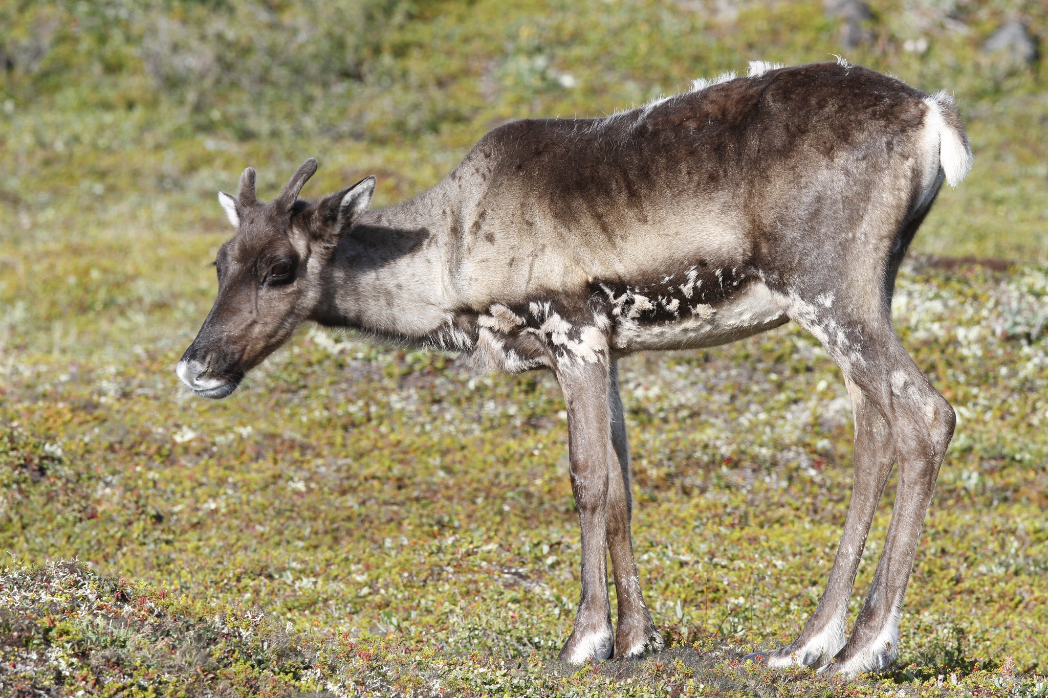 Canon EOS 7D + Canon EF 300mm F2.8L IS USM sample photo. Young barren-ground caribou standing on the green tundra in august photography