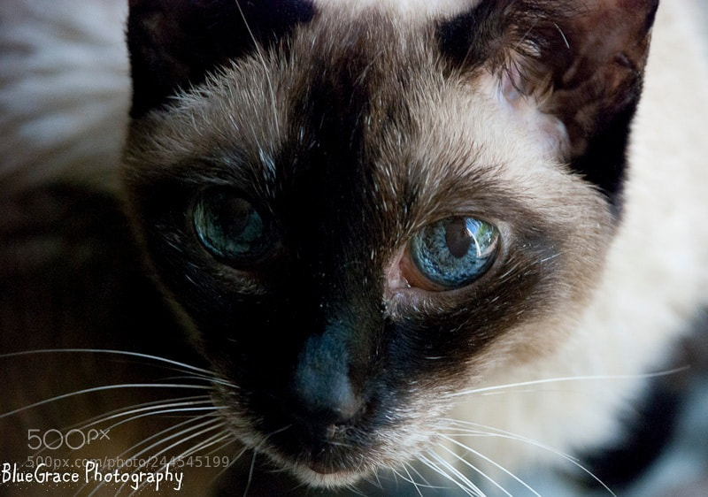 Nikon D80 sample photo. Untitled photography