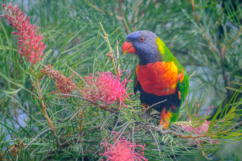 Nikon D7200 sample photo. Rainbow lorikeet photography
