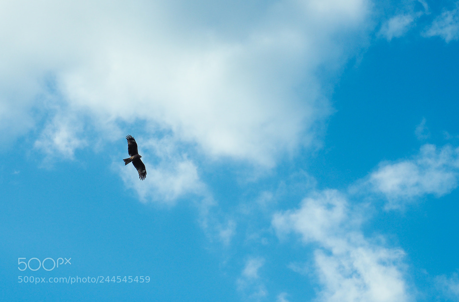 Olympus OM-D E-M5 II sample photo. Flying in the sky photography