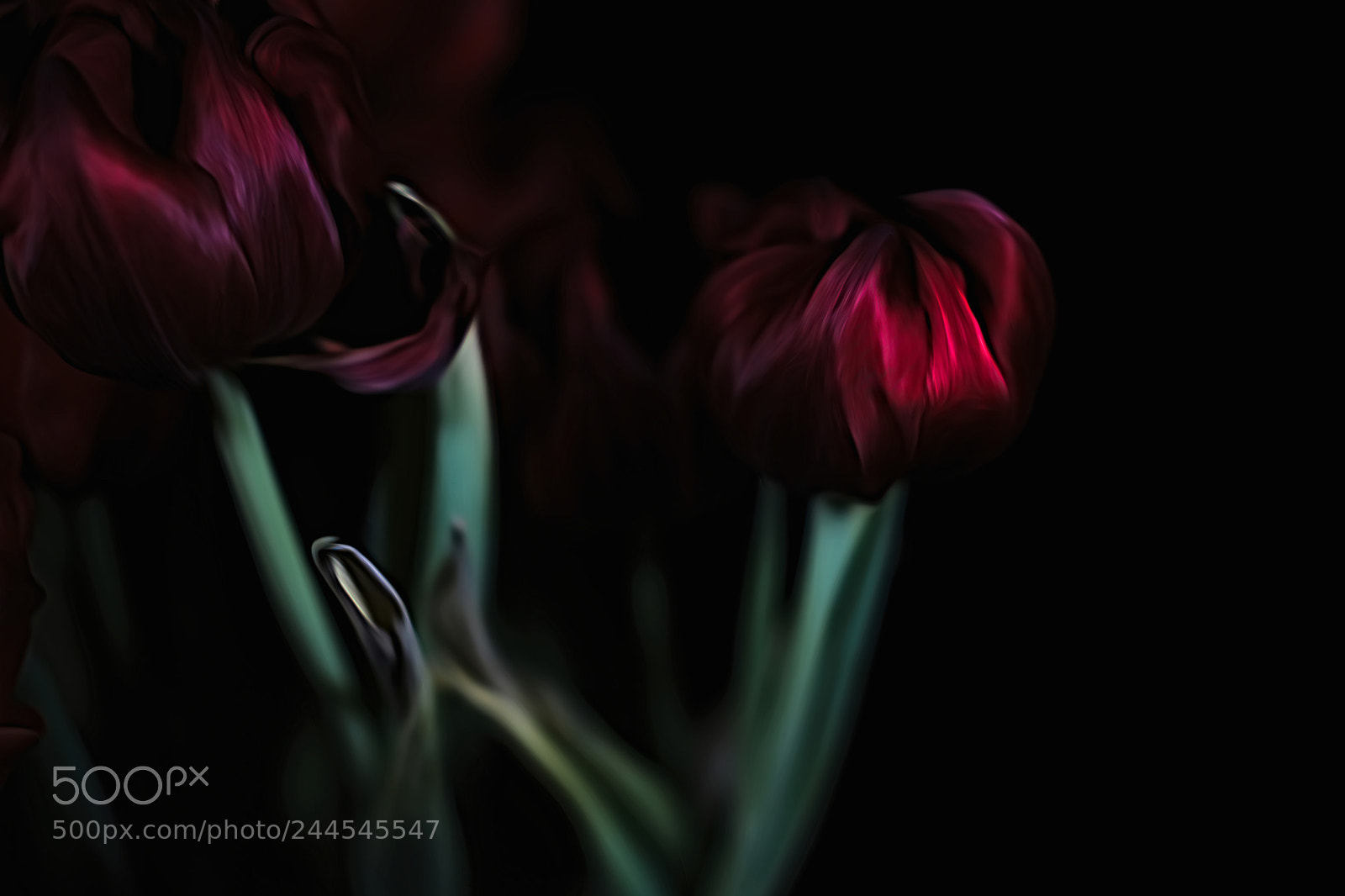 Fujifilm X-Pro2 sample photo. Tulips in the dark photography
