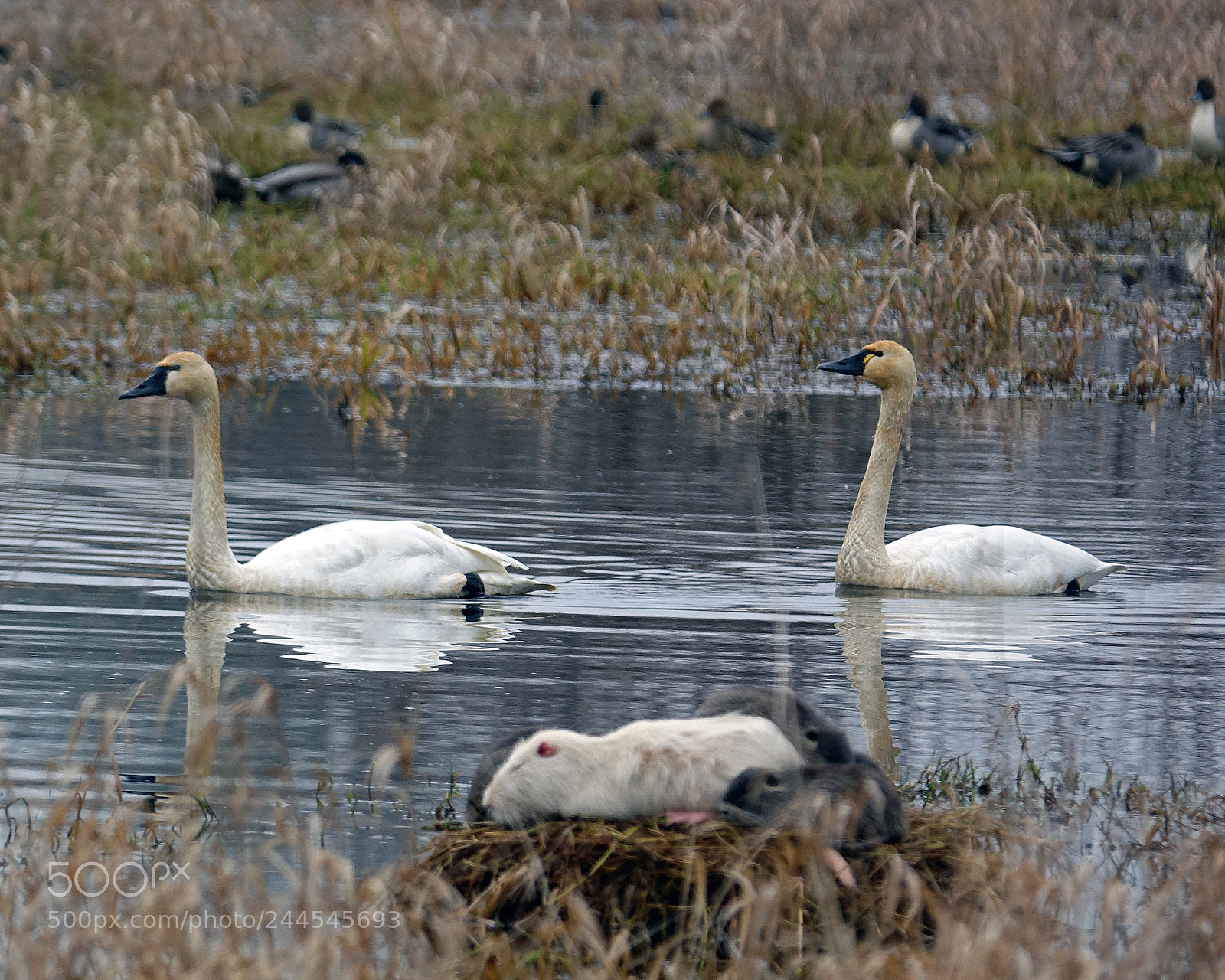 Sony Cyber-shot DSC-RX10 III sample photo. White swans and white photography