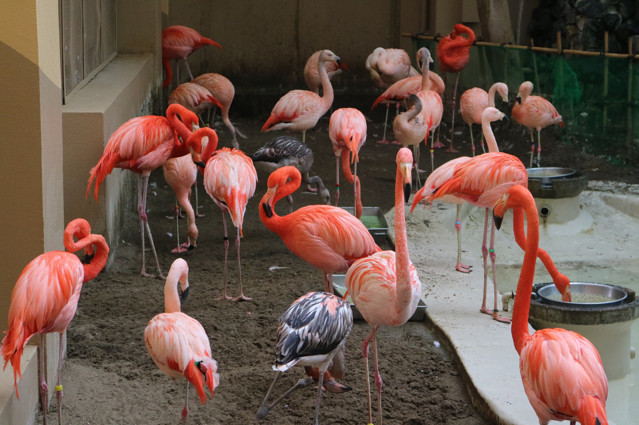 Canon EOS M3 sample photo. Group of birds photography