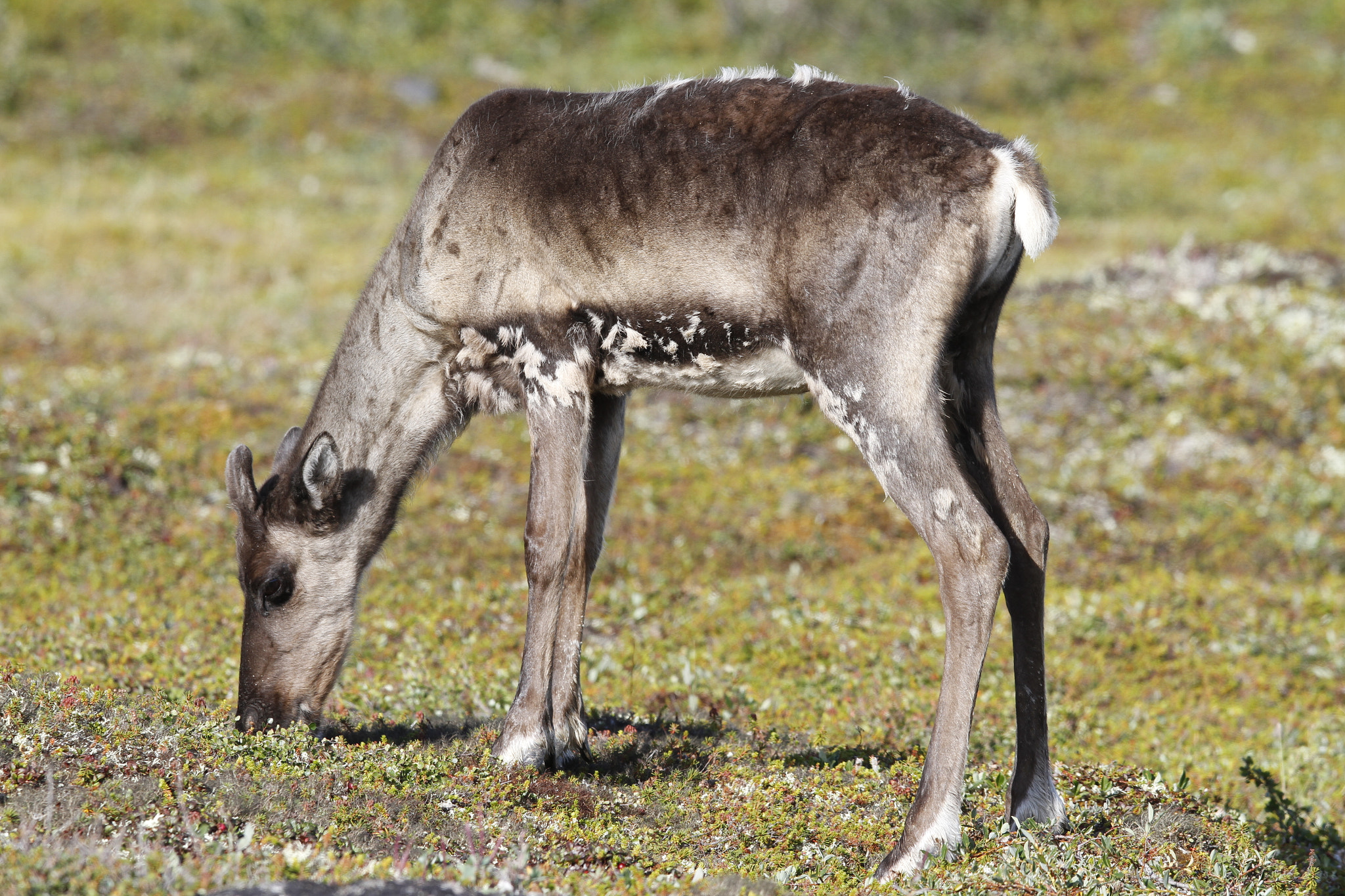 Canon EF 300mm F2.8L IS USM sample photo. Young barren-ground caribou grazing along the tundra in august near arviat photography