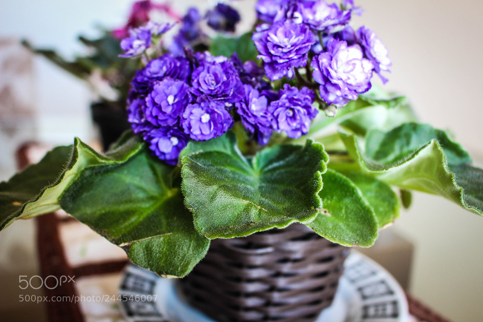 Canon EOS 700D (EOS Rebel T5i / EOS Kiss X7i) sample photo. Violetas photography