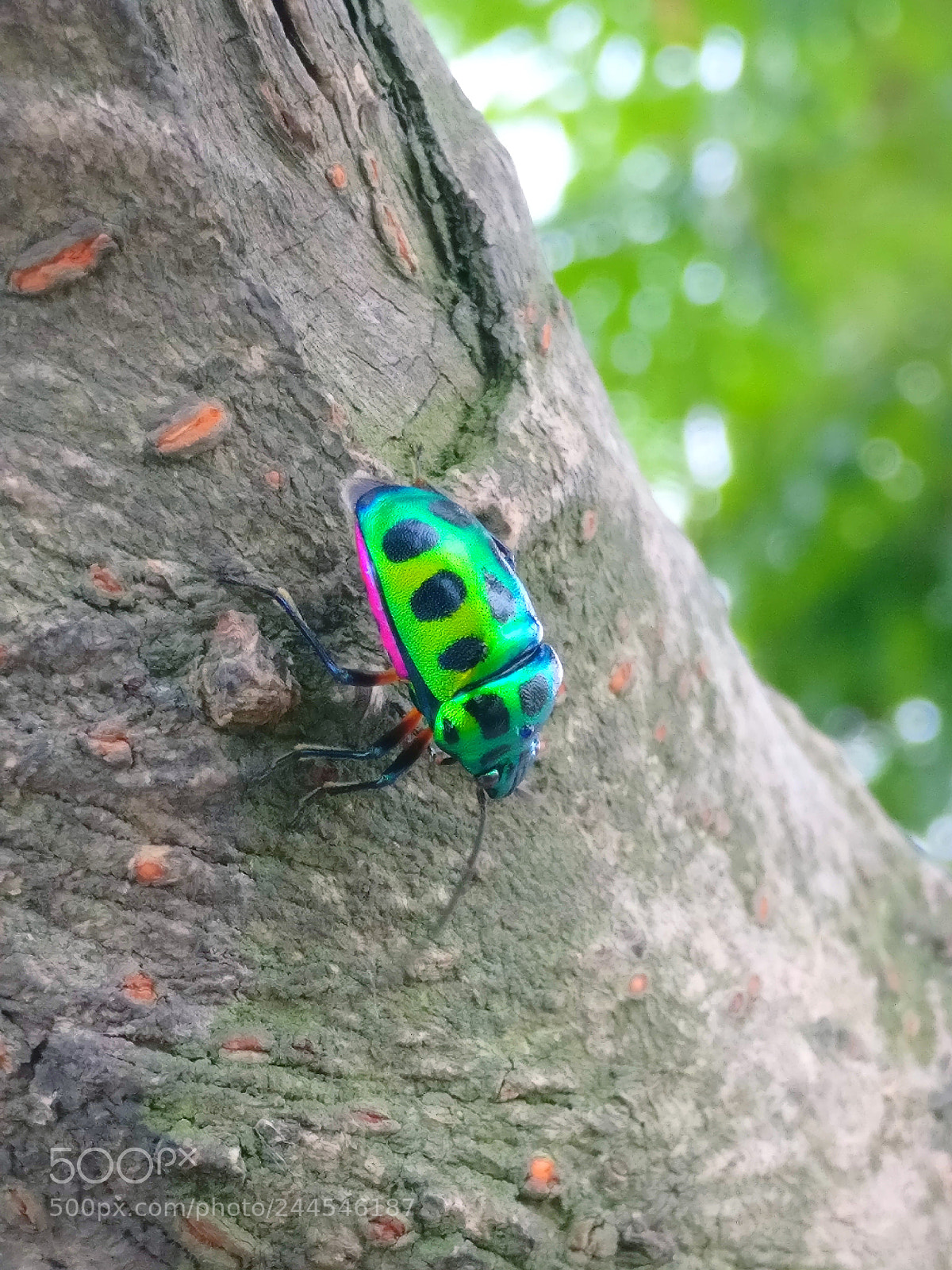 OnePlus A3003 sample photo. Beetle photography