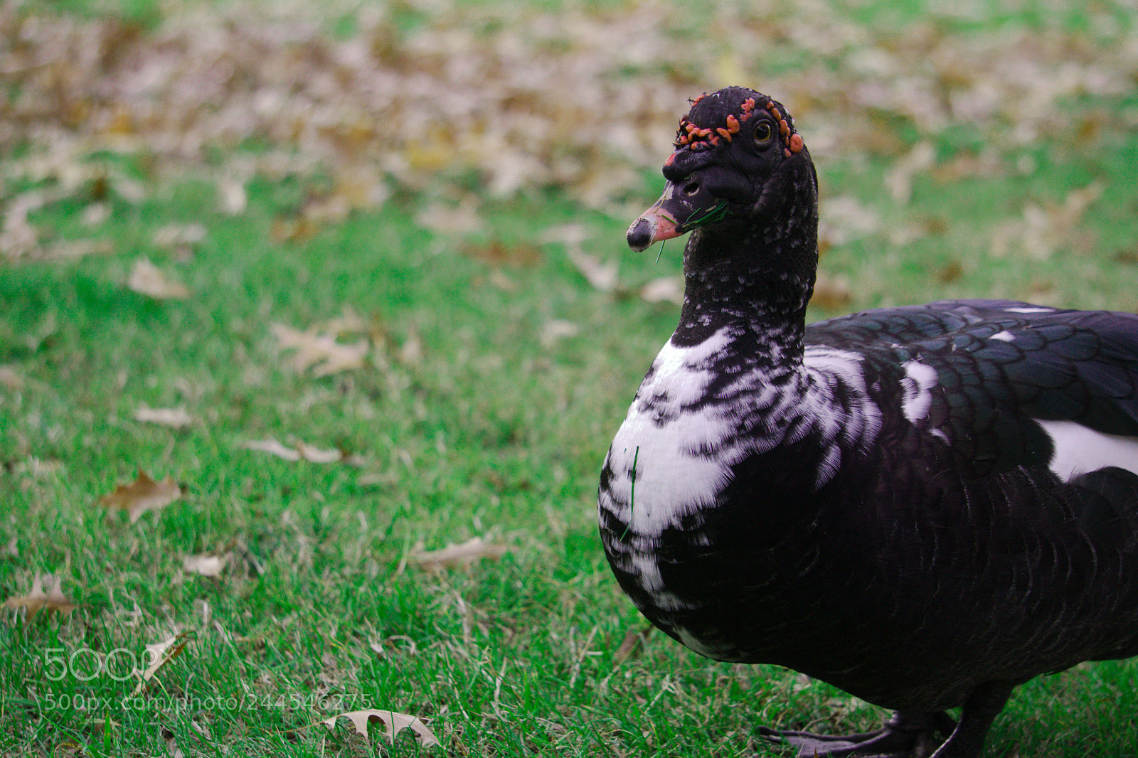 Sony a6300 sample photo. Duck photography