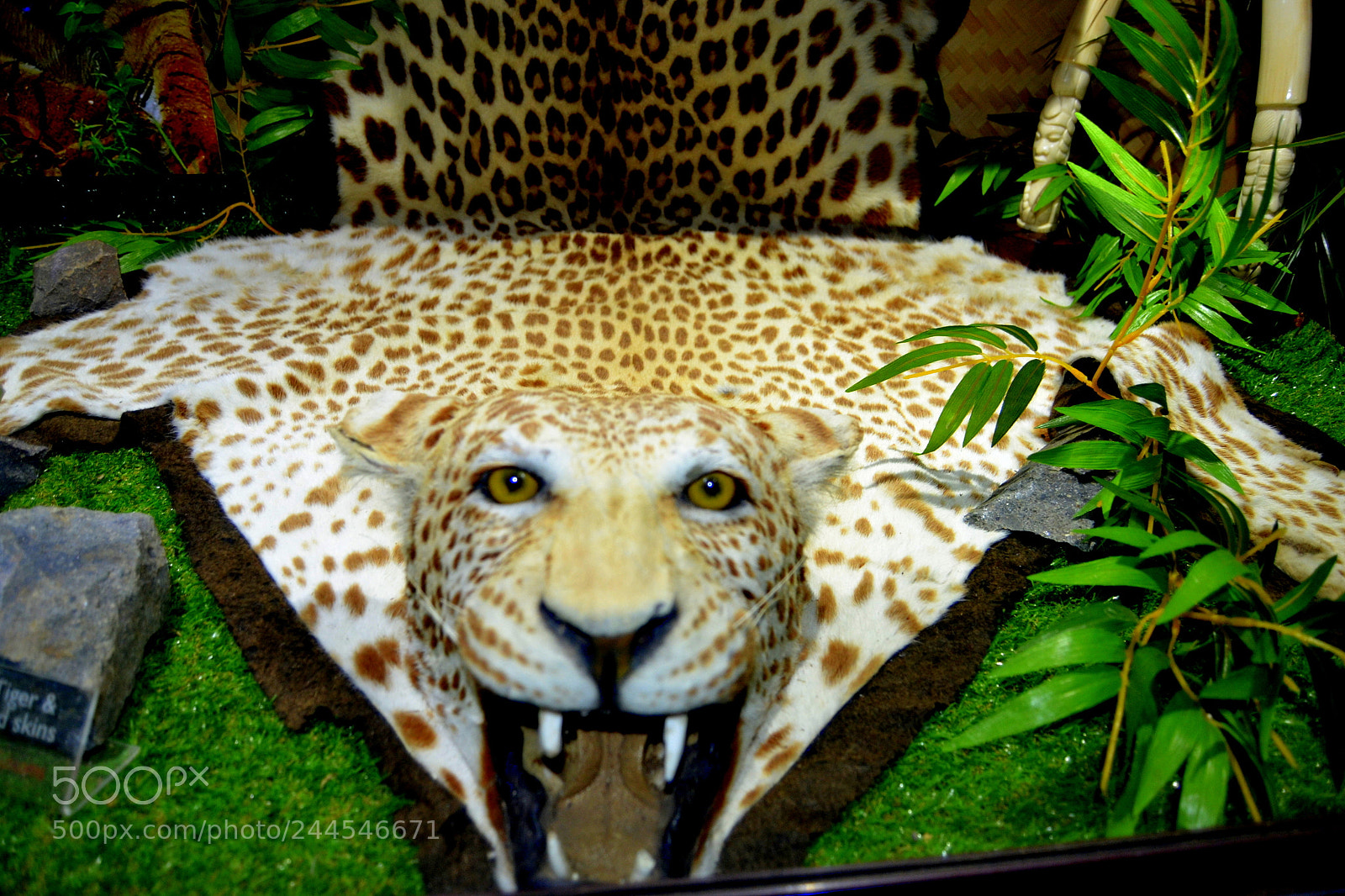 Nikon D3100 sample photo. Tiger skin photography