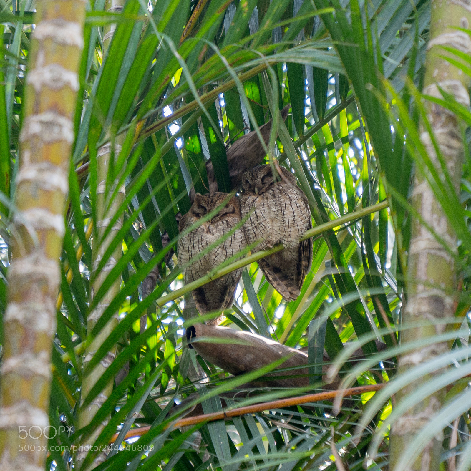 Olympus OM-D E-M10 sample photo. Screech owls photography