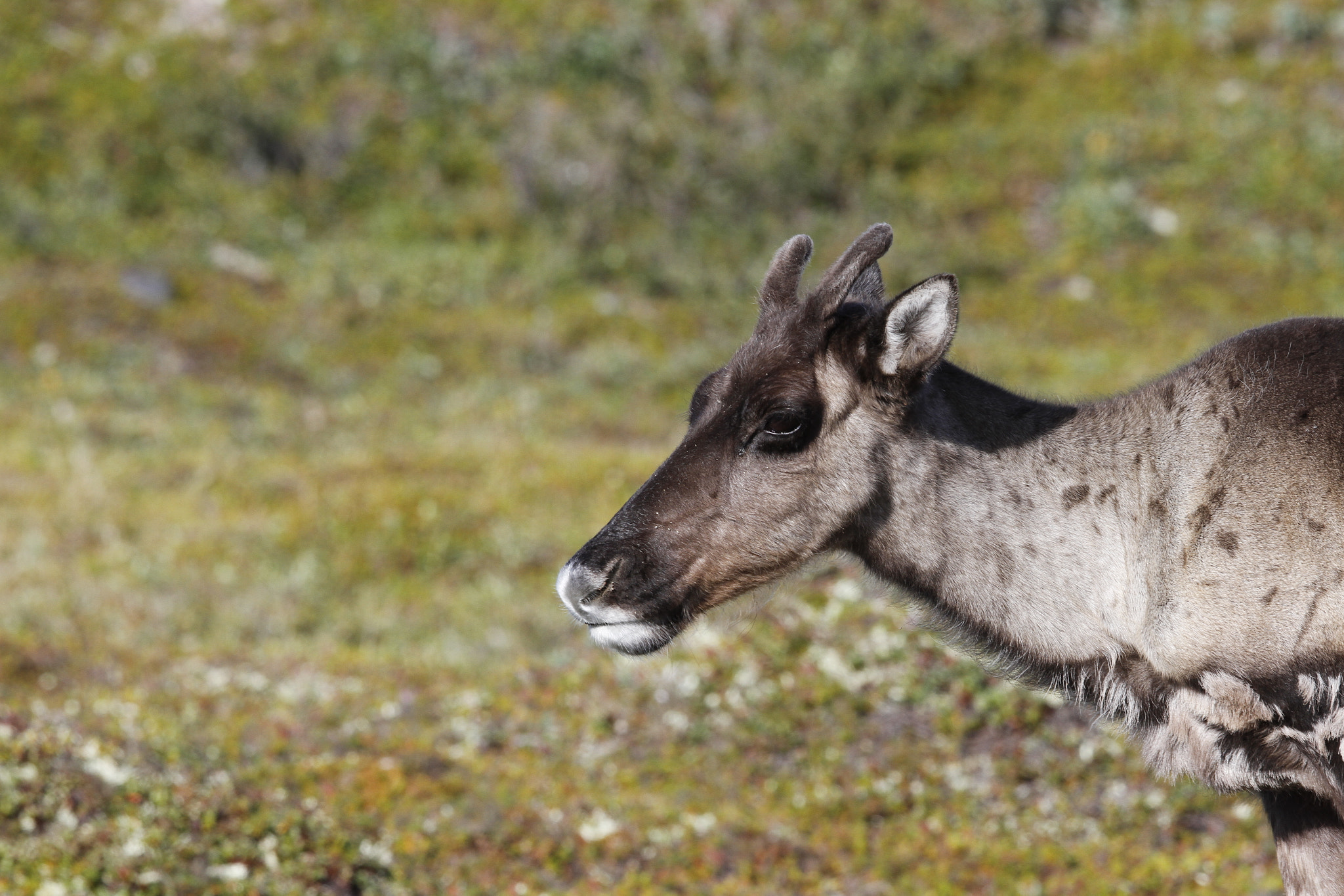 Canon EOS 7D sample photo. Close-up of a young barren-ground caribou with the green tundra in the background in august photography