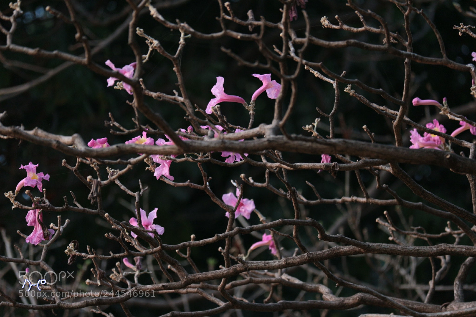 Canon EOS M10 sample photo. Flowers photography