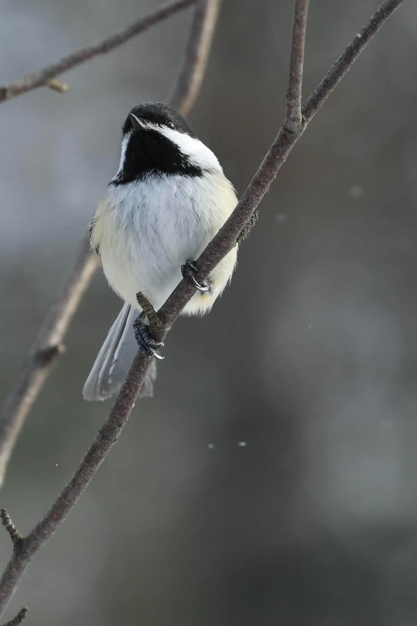 Canon EOS 5D Mark IV + Canon EF 100-400mm F4.5-5.6L IS II USM sample photo. Chickadee photography