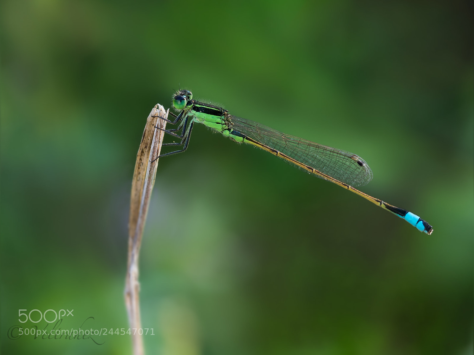 Olympus OM-D E-M1 sample photo. Damselfly photography