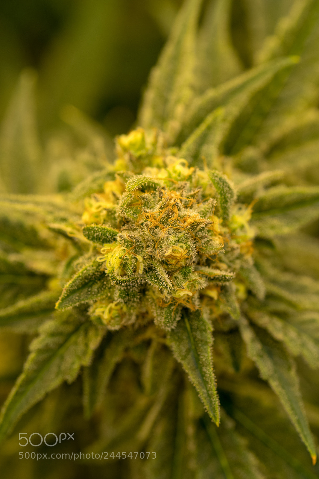 Nikon D7500 sample photo. Cannabis plant 8 photography