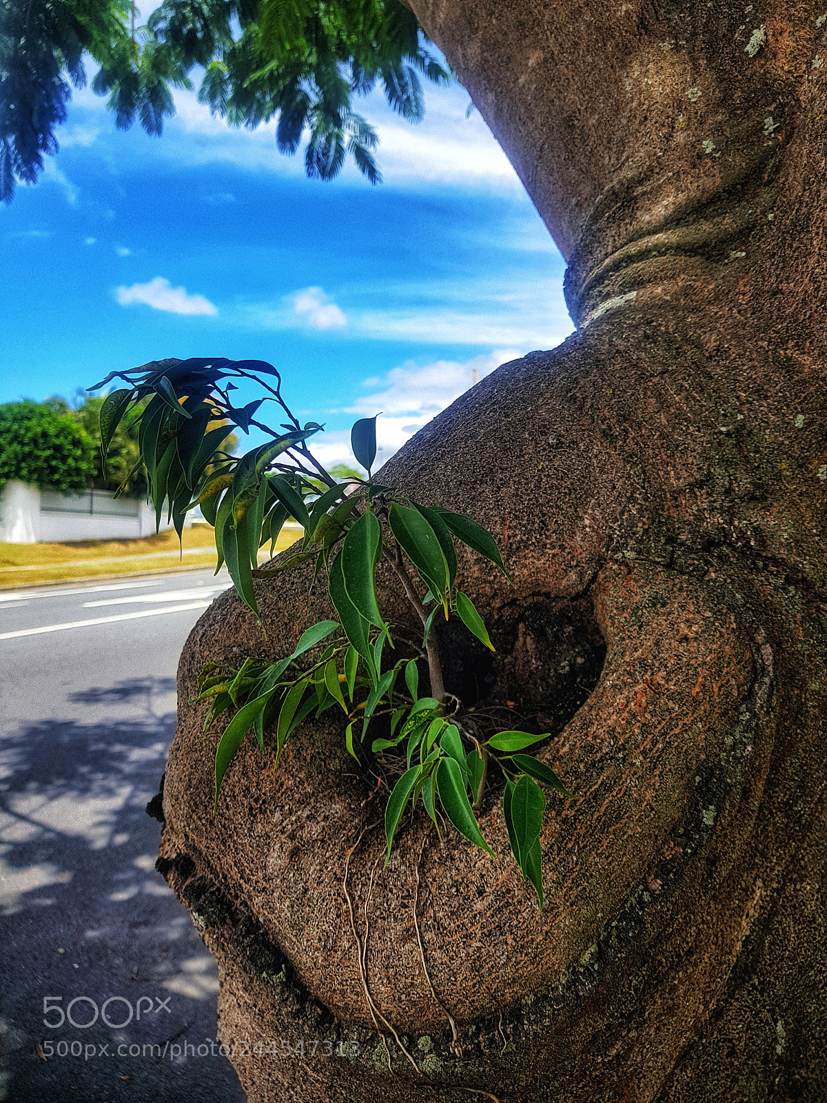 Samsung Galaxy S8+ sample photo. Untitled photography