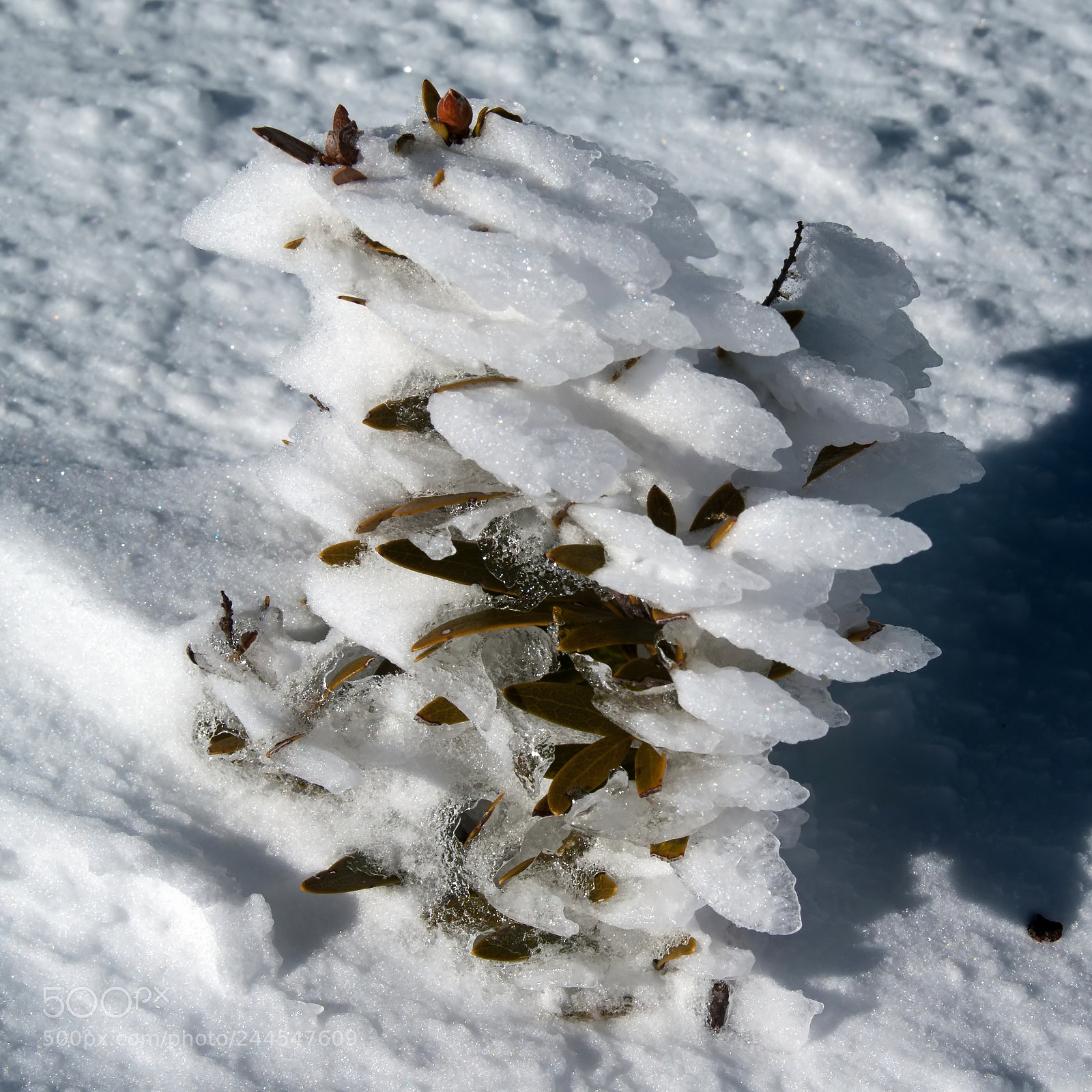 Pentax K20D sample photo. Charlotte pass photography