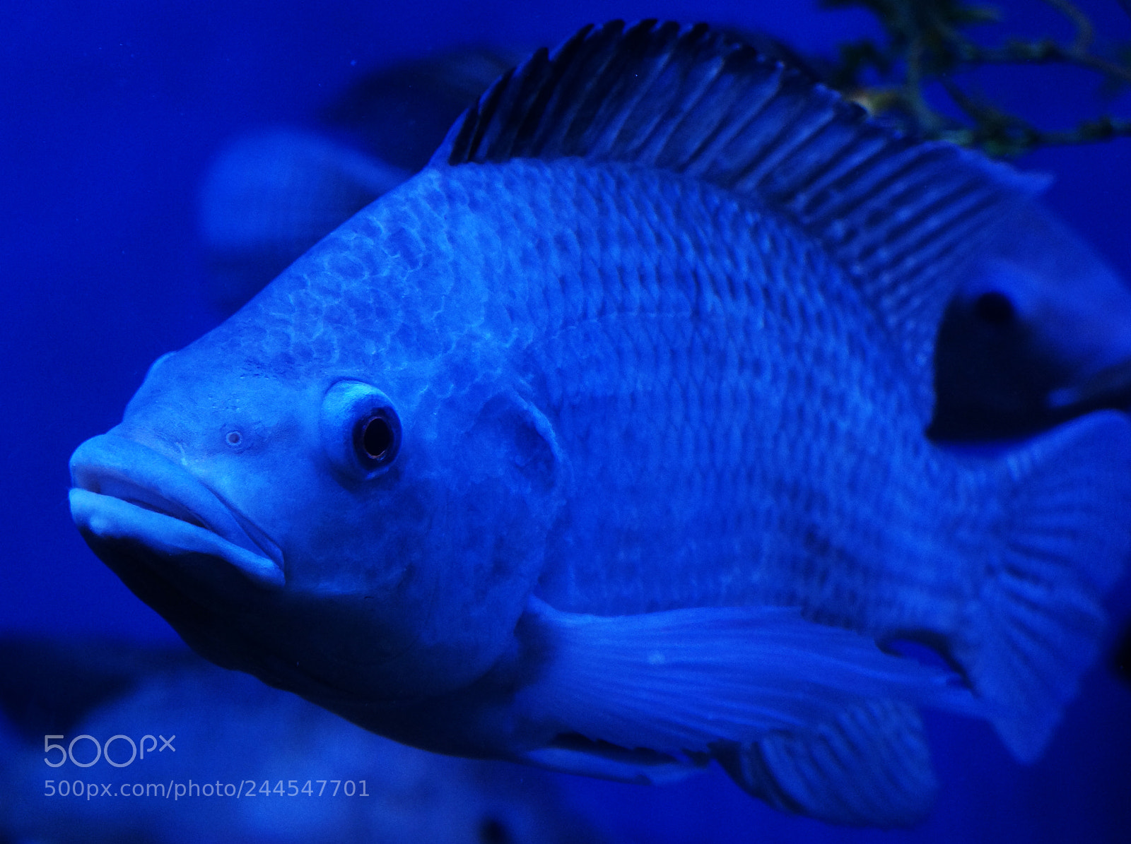 Sony Alpha NEX-5R sample photo. Fish photography