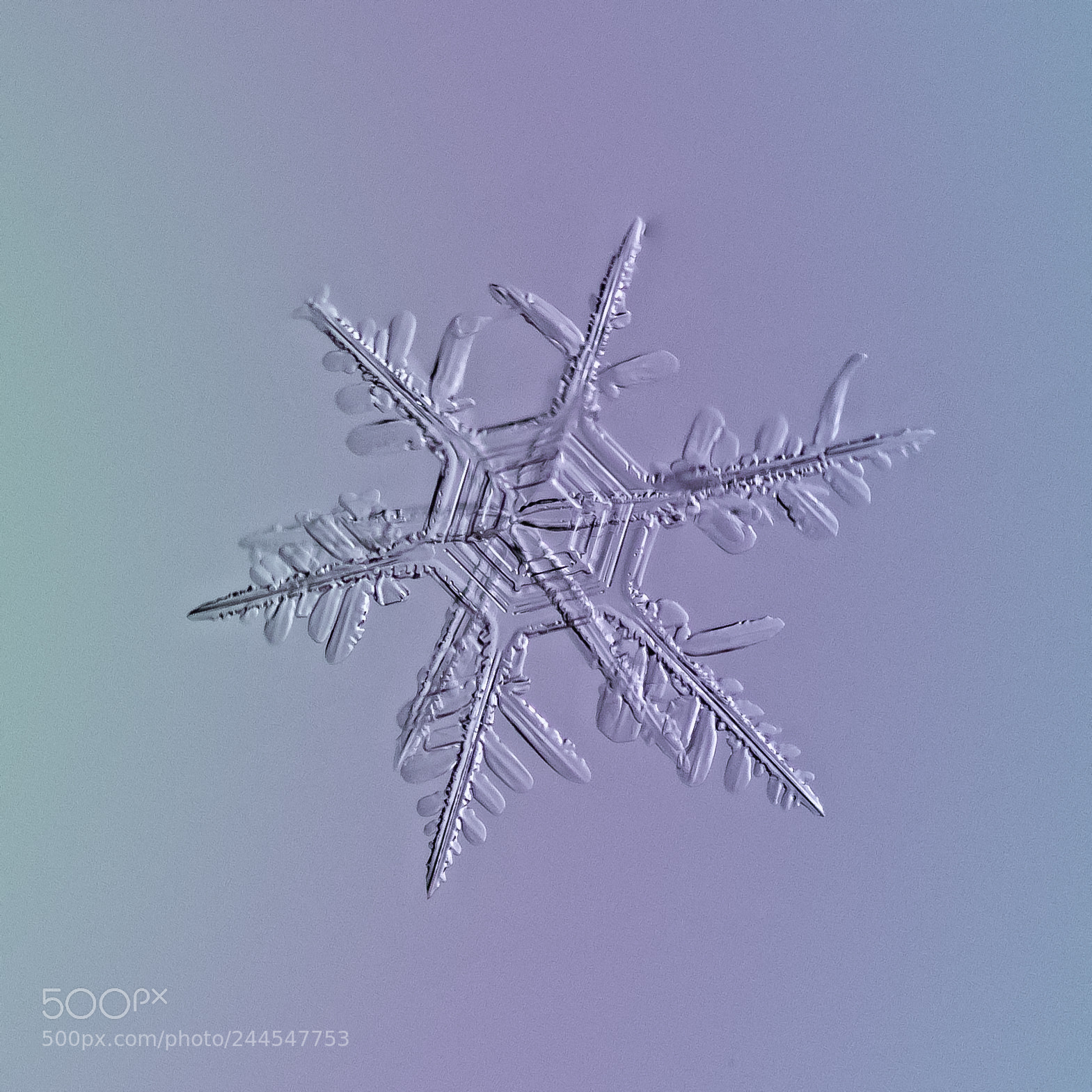 Canon EOS 7D Mark II sample photo. Snowflake photography