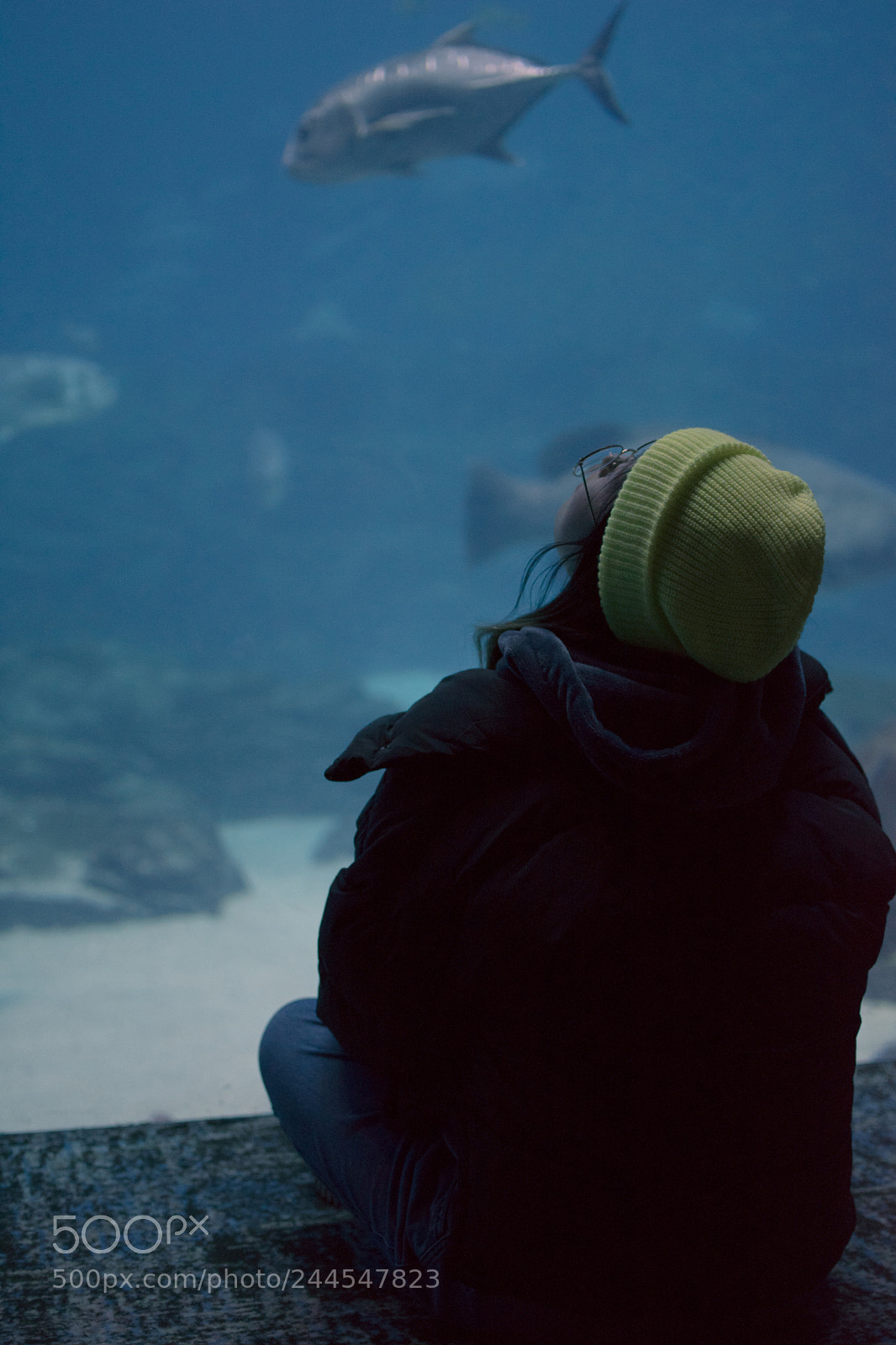 Nikon D5600 sample photo. Aquarium perspectives photography