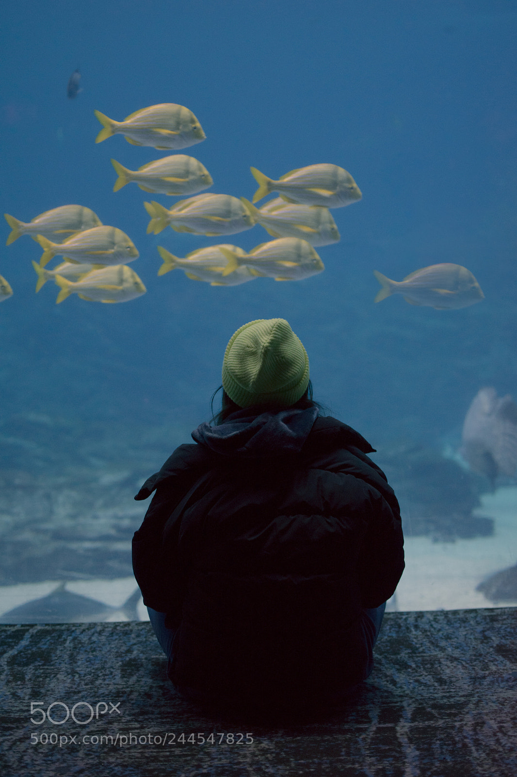 Nikon D5600 sample photo. Aquarium perspectives photography