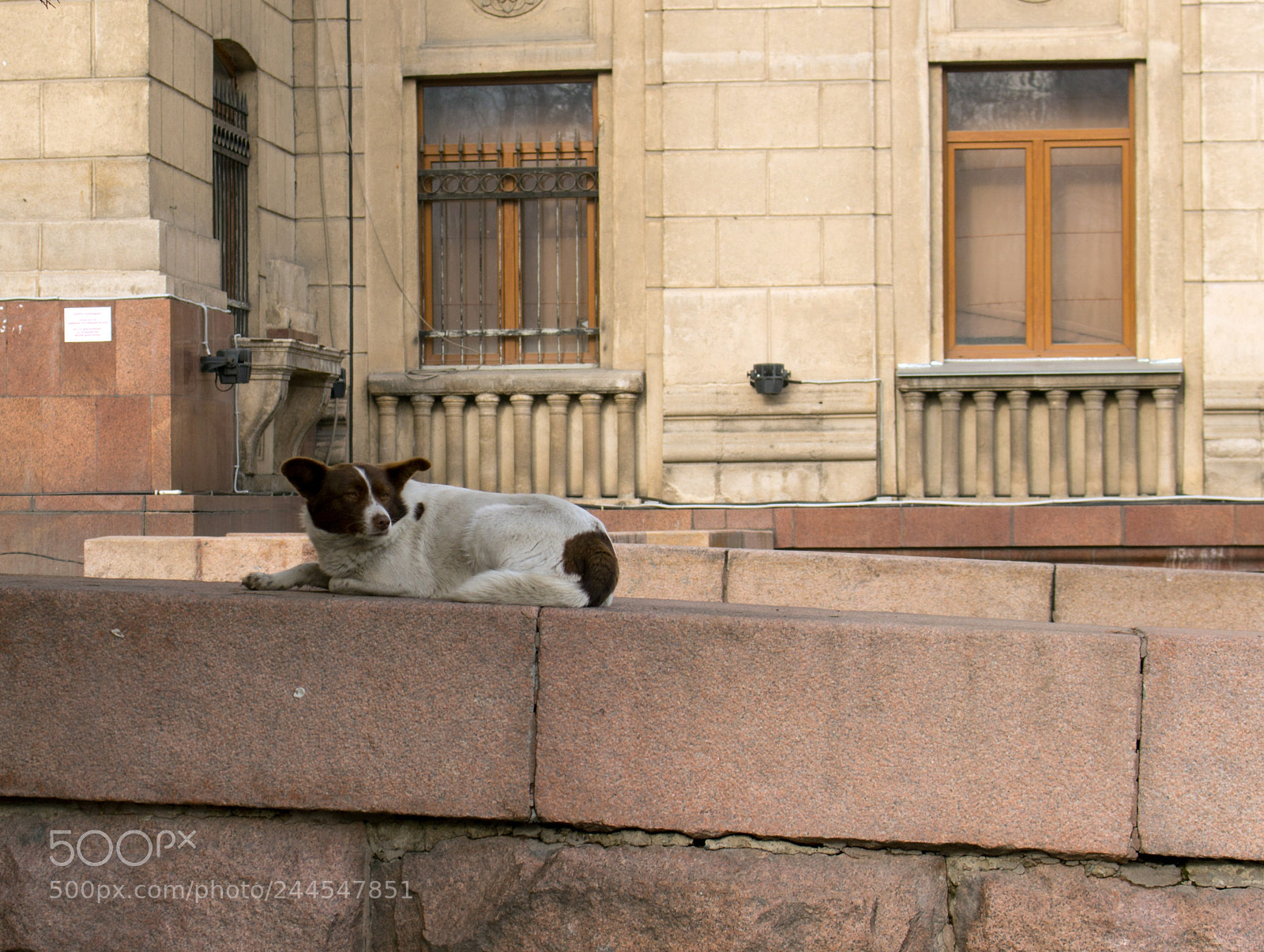 Canon EOS 100D (EOS Rebel SL1 / EOS Kiss X7) sample photo. Homeless dog photography
