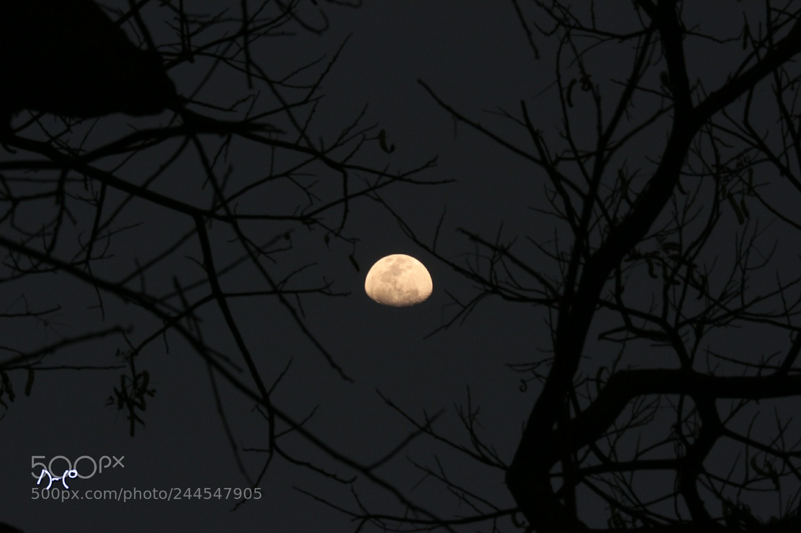 Canon EOS M10 sample photo. Moon behind a tree photography