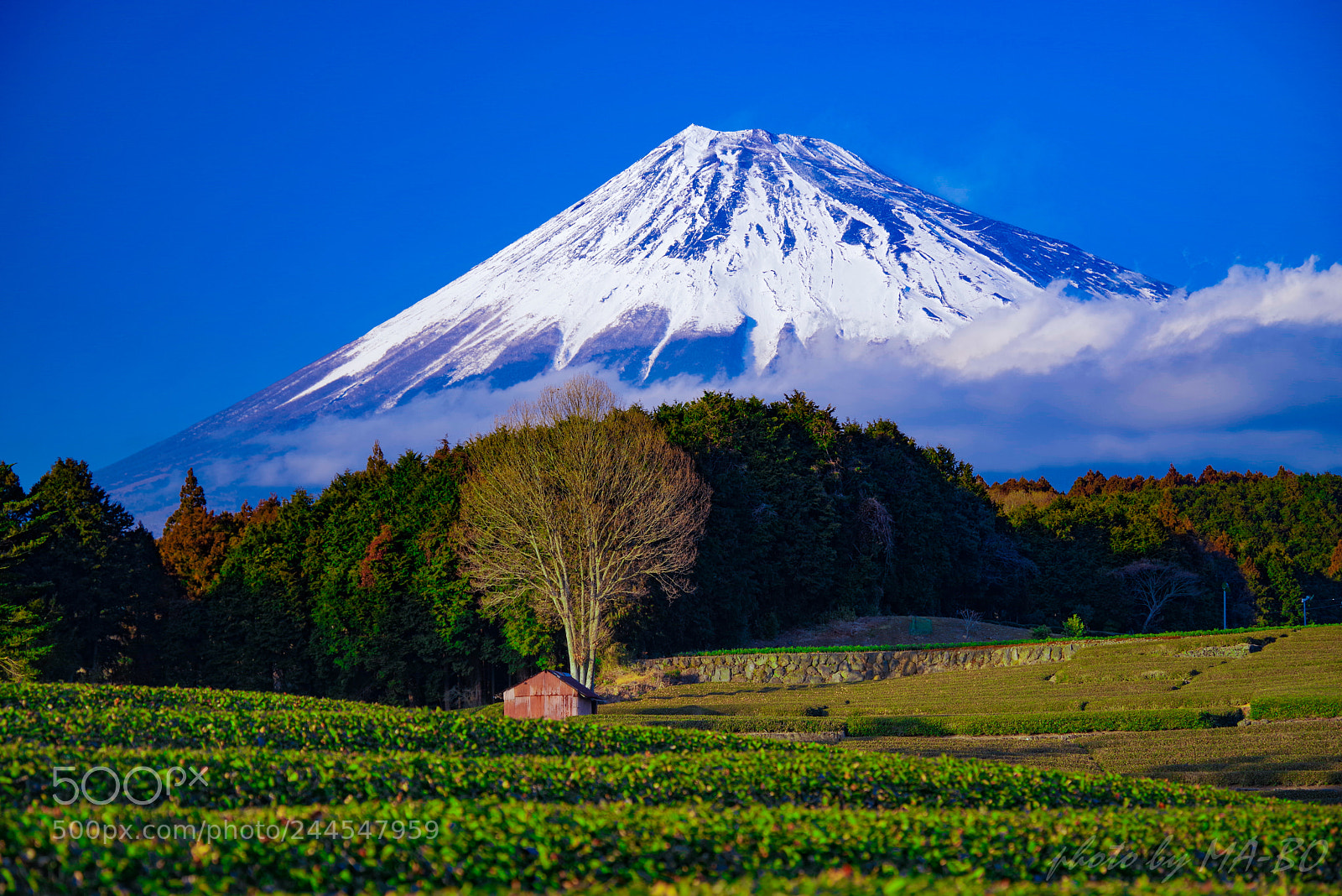 Pentax K-1 sample photo. 大淵笹場 photography