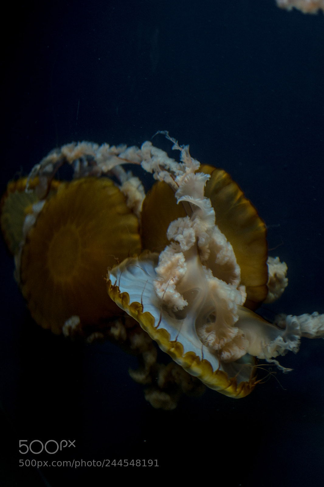 Nikon D5600 sample photo. Jellyfish photography